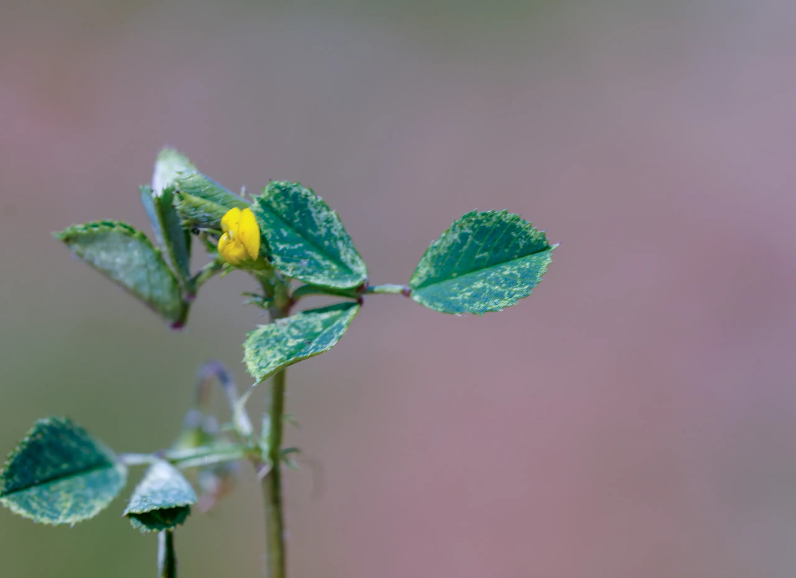 Medicago murex
