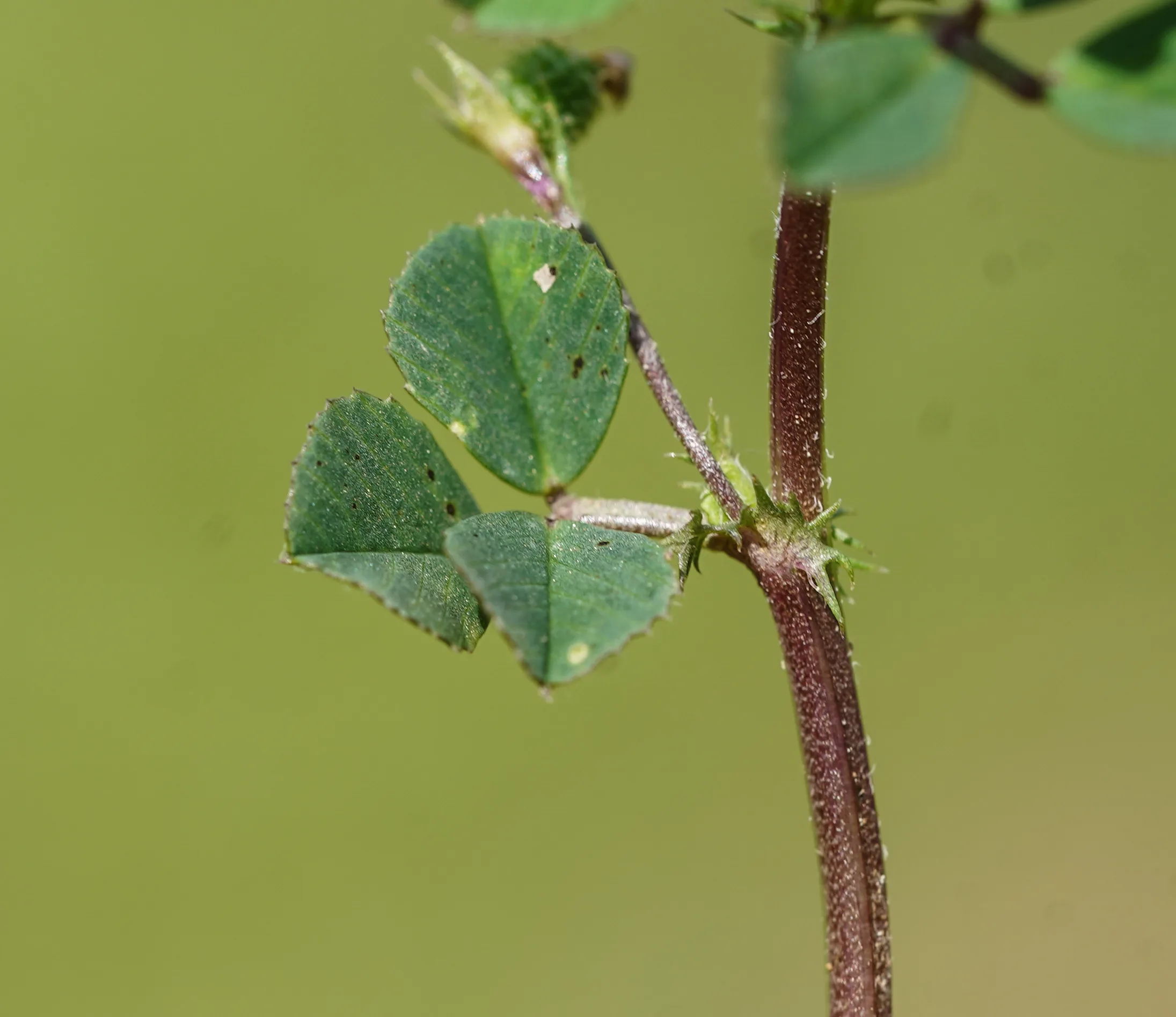 Medicago murex
