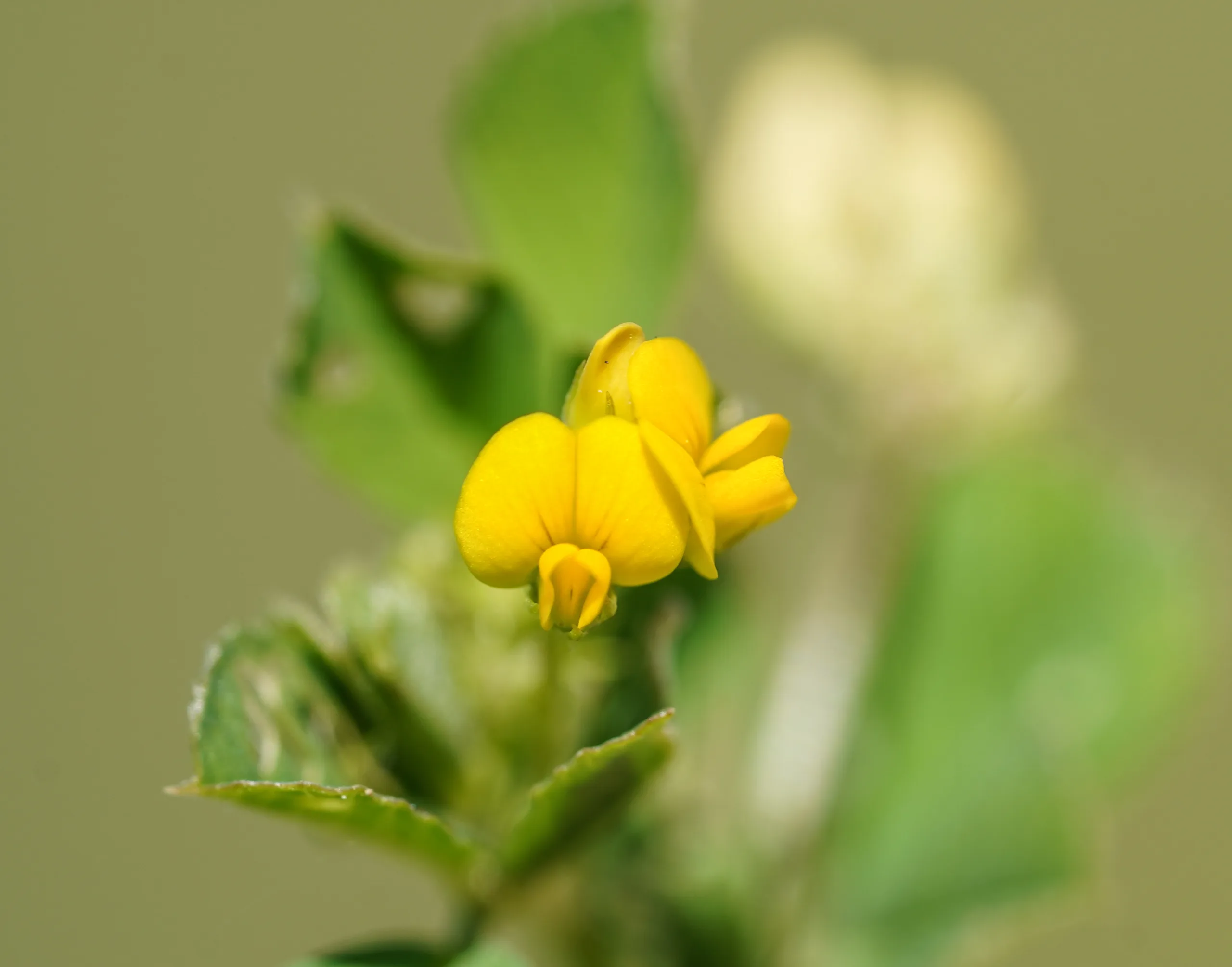 Medicago praecox (Erken yonca)