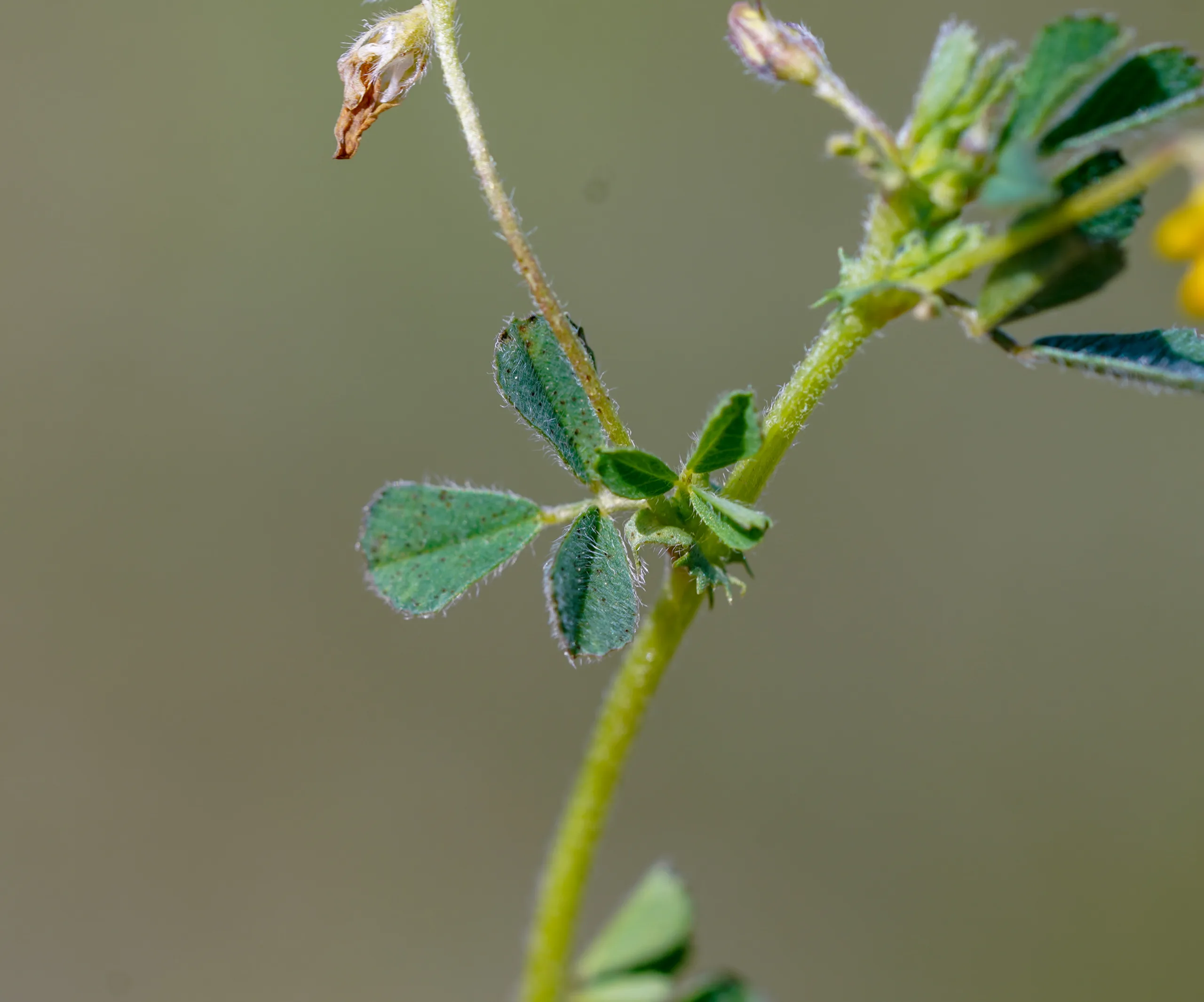 Medicago rigidula
