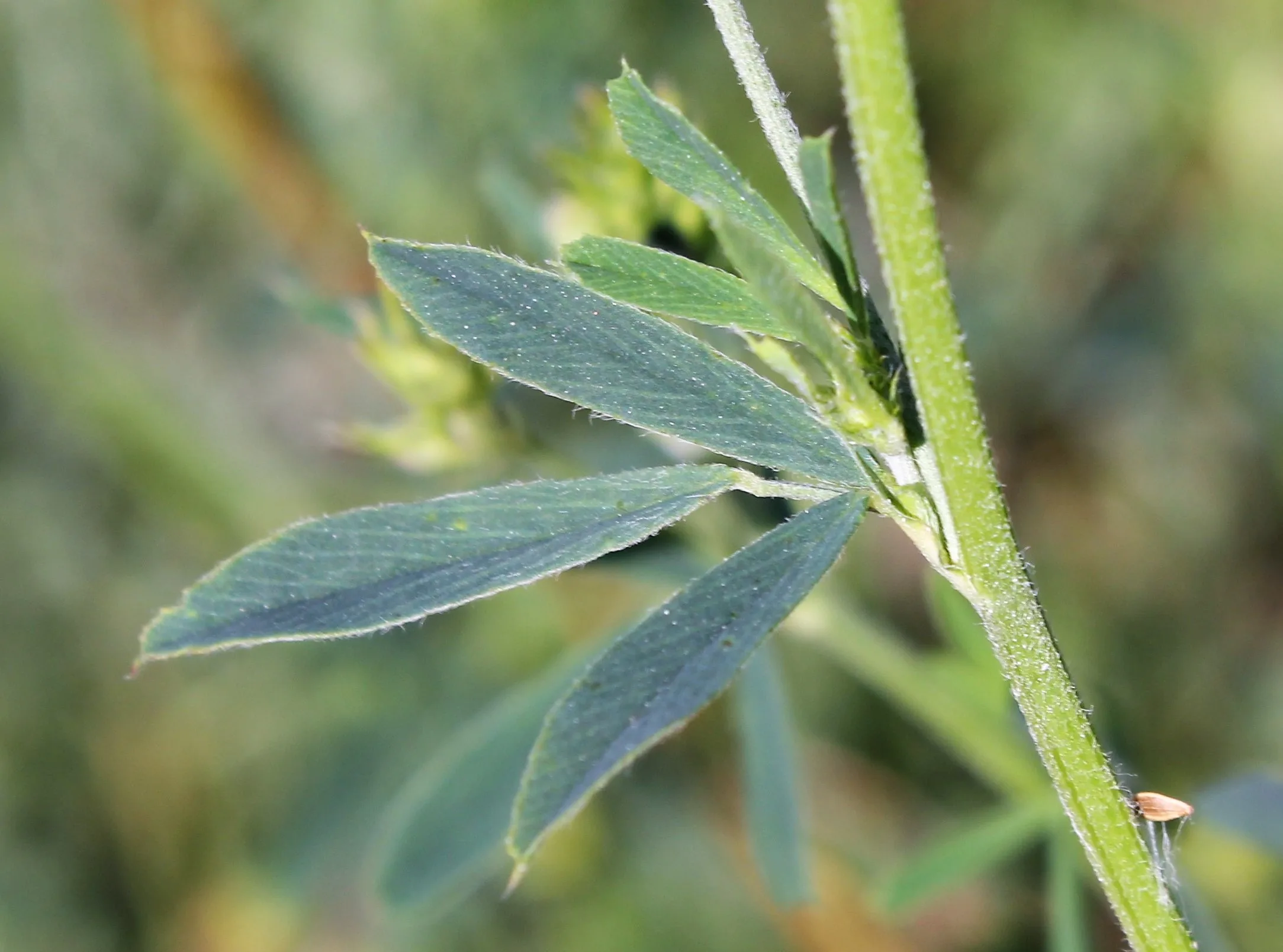 Medicago sativa