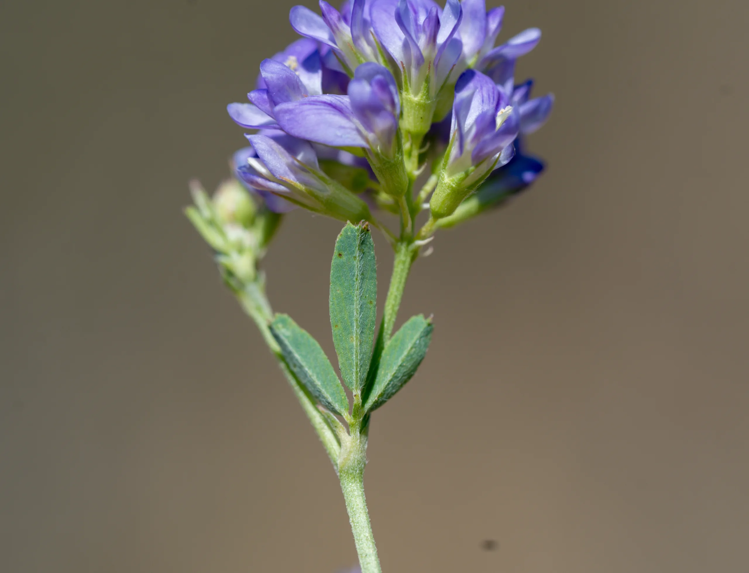Medicago sativa