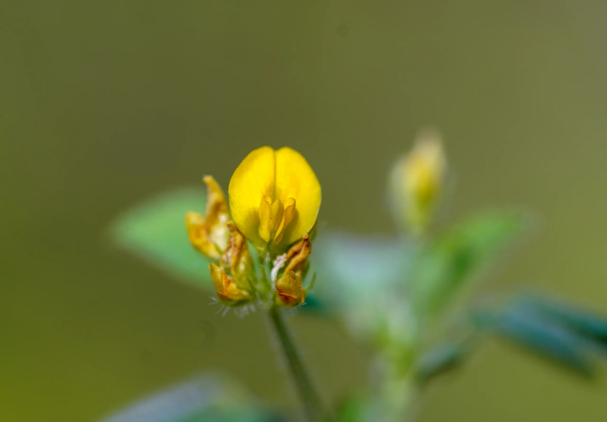 Medicago turbinata (Boncuk yonca)