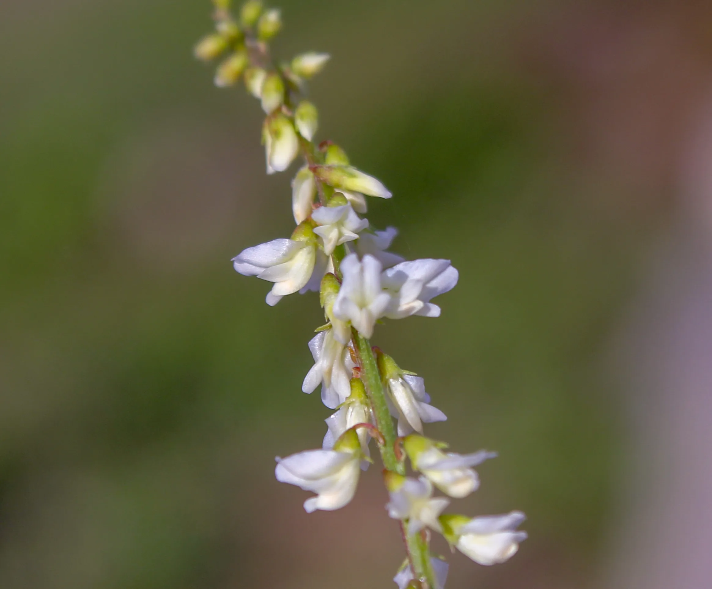 Melilotus albus (Ak taşyoncası)