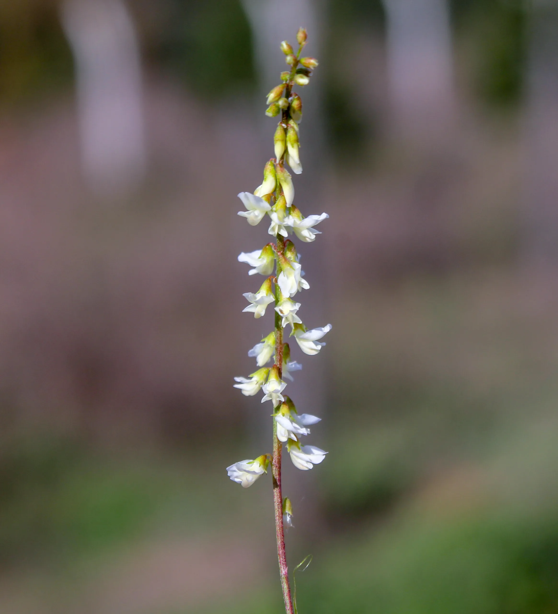 Melilotus albus