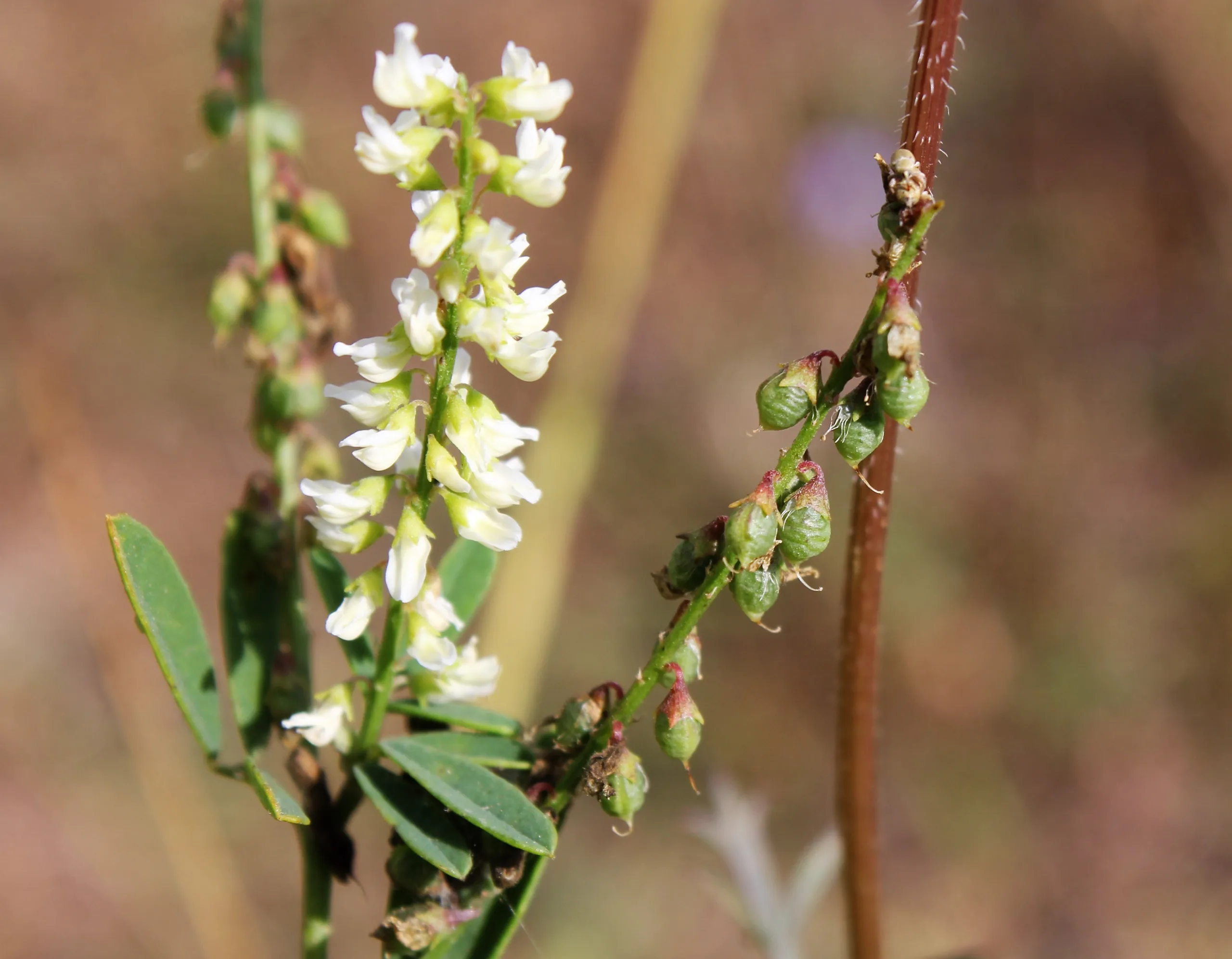Melilotus albus
