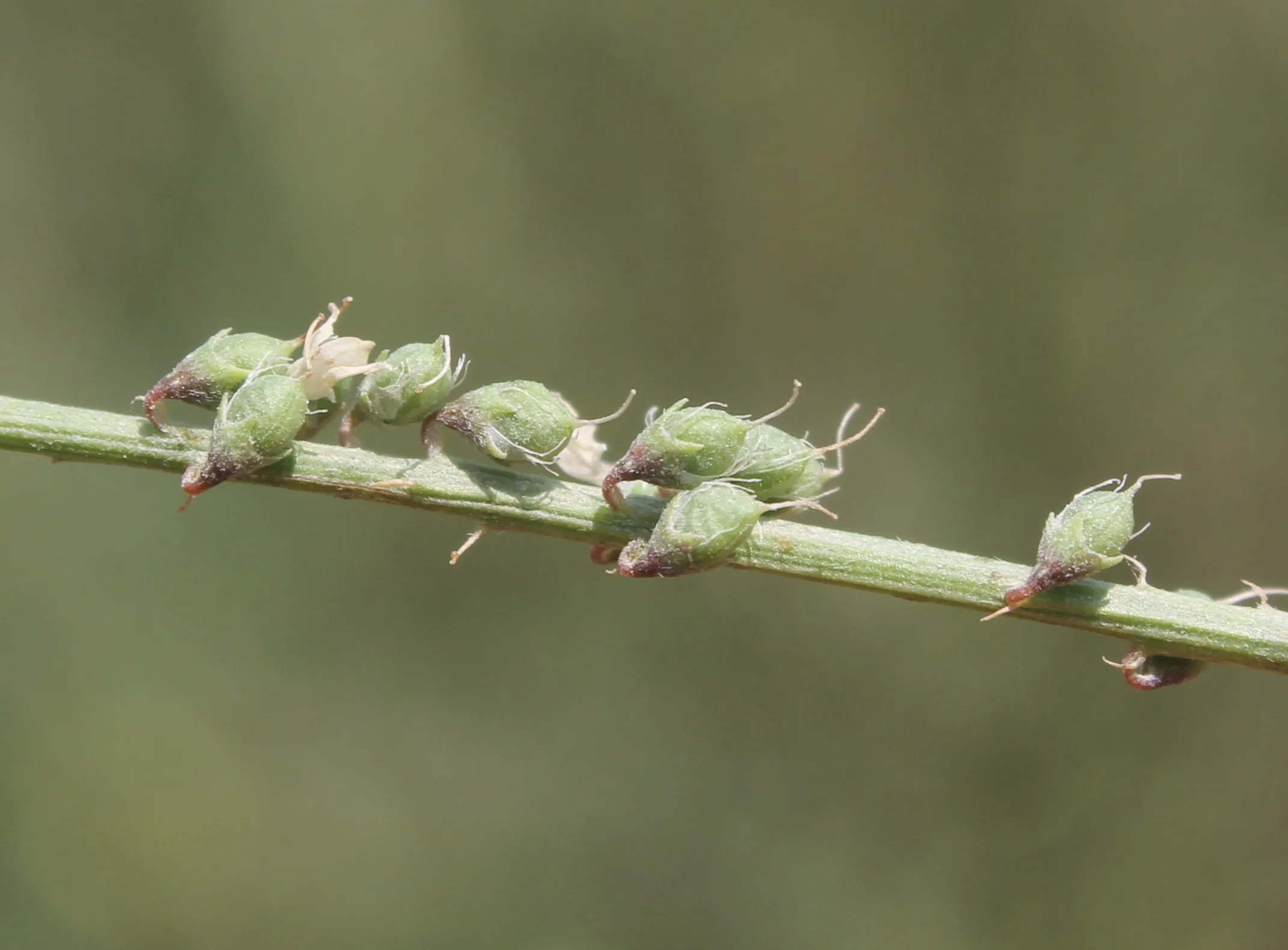 Melilotus albus