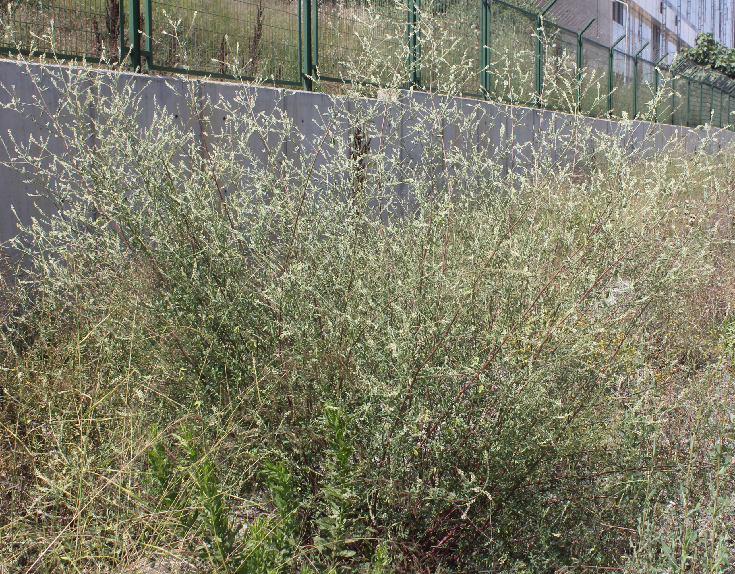 Melilotus albus