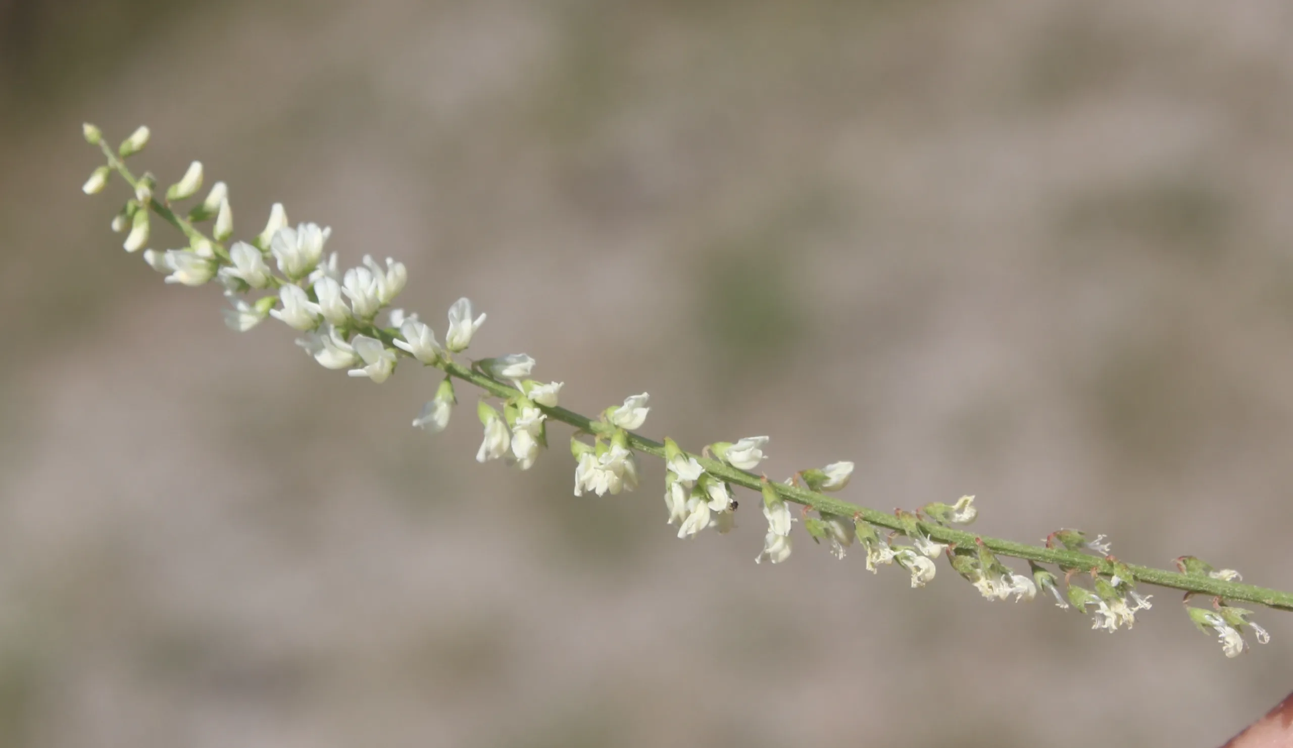 Melilotus albus