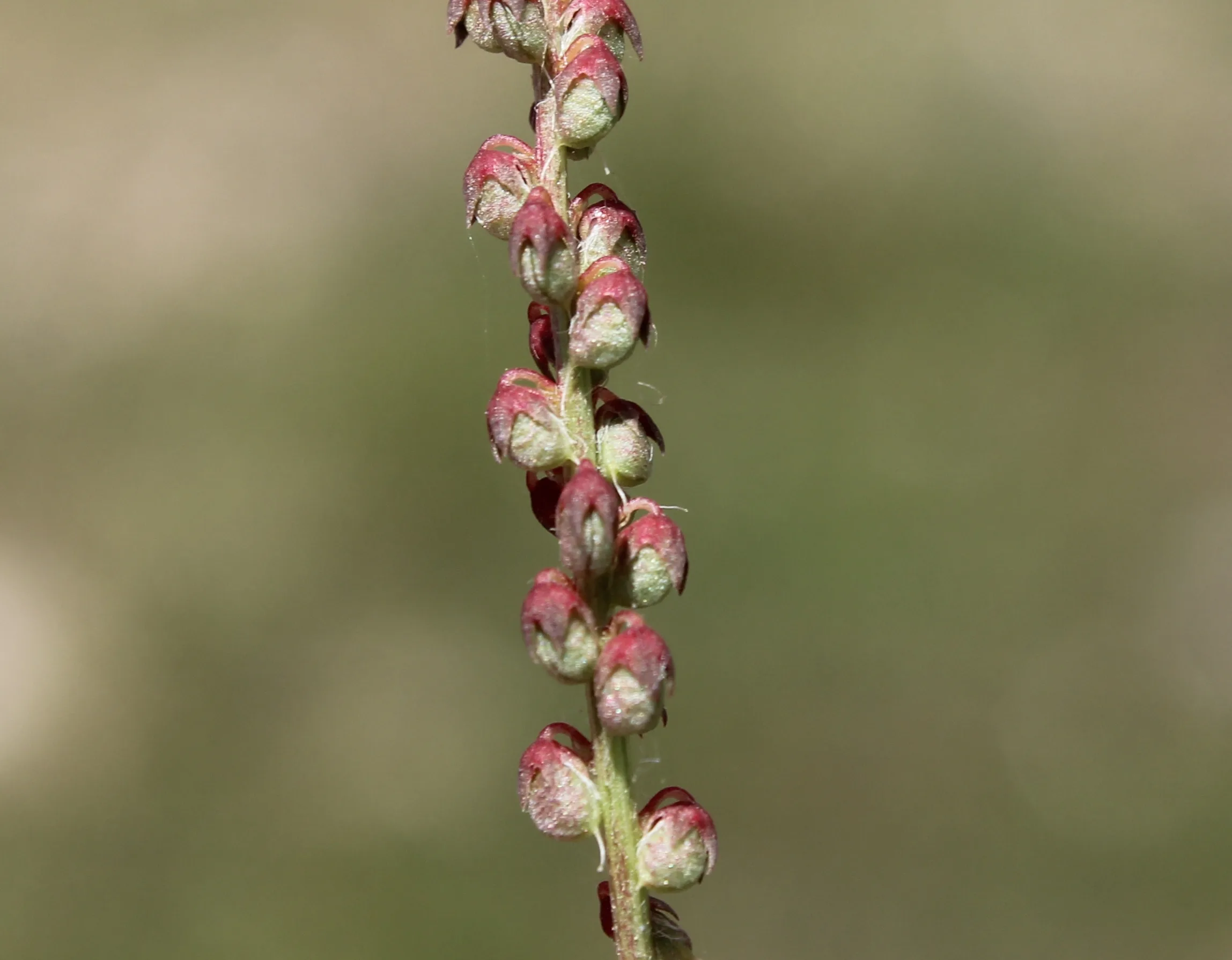 Melilotus indicus
