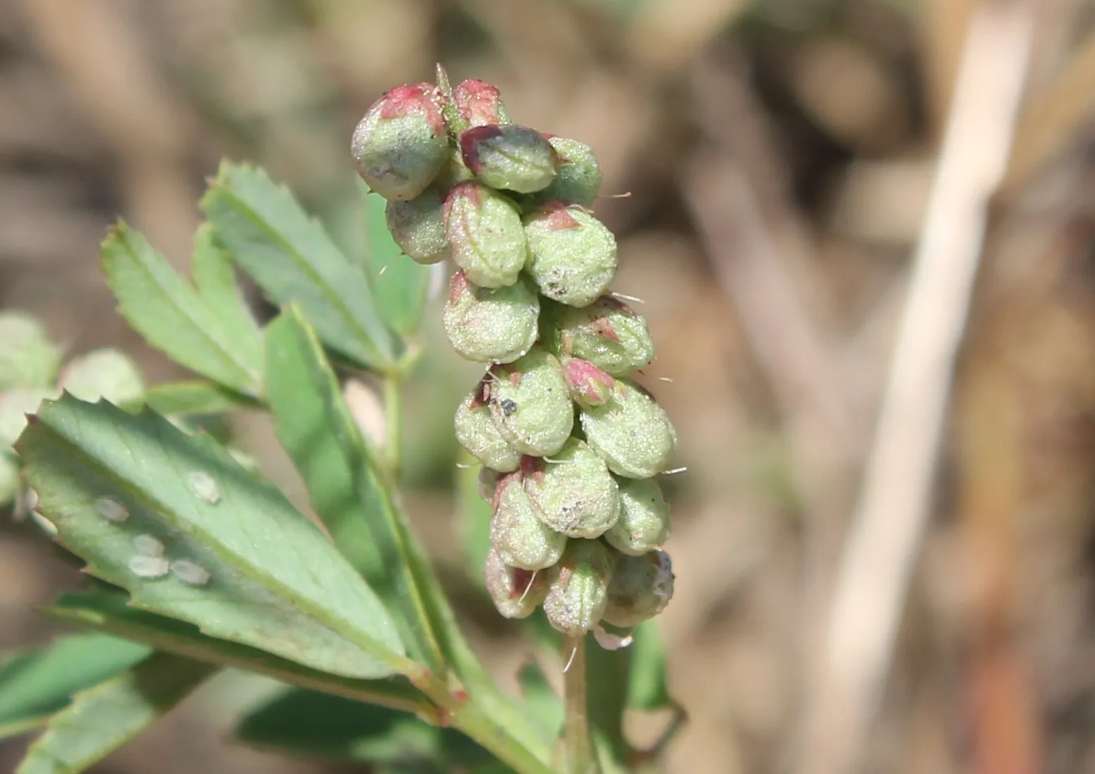 Melilotus indicus