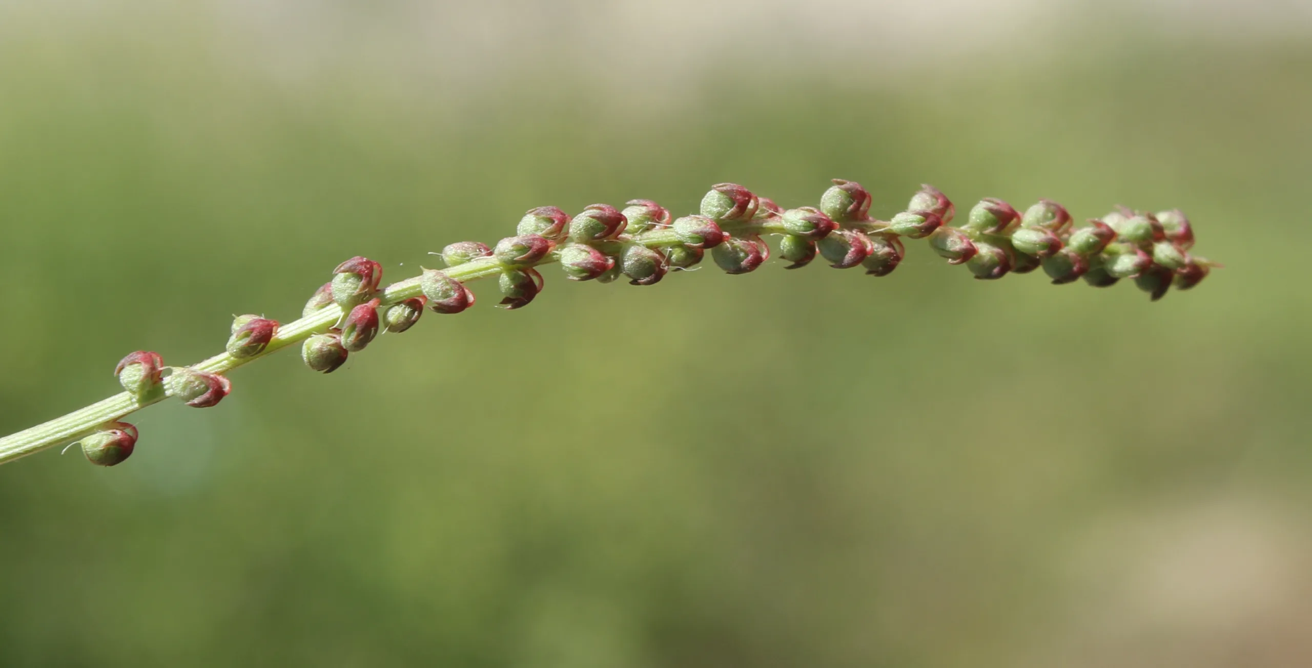 Melilotus indicus