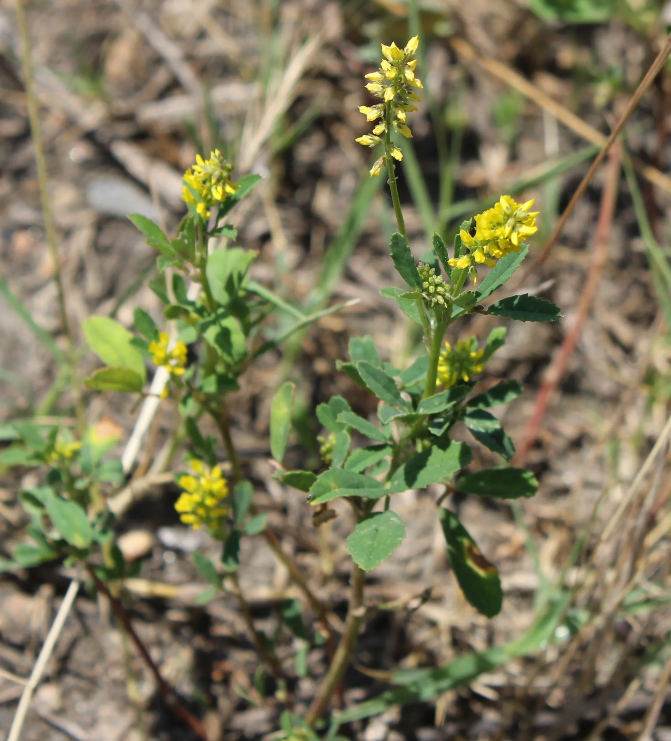 Melilotus indicus