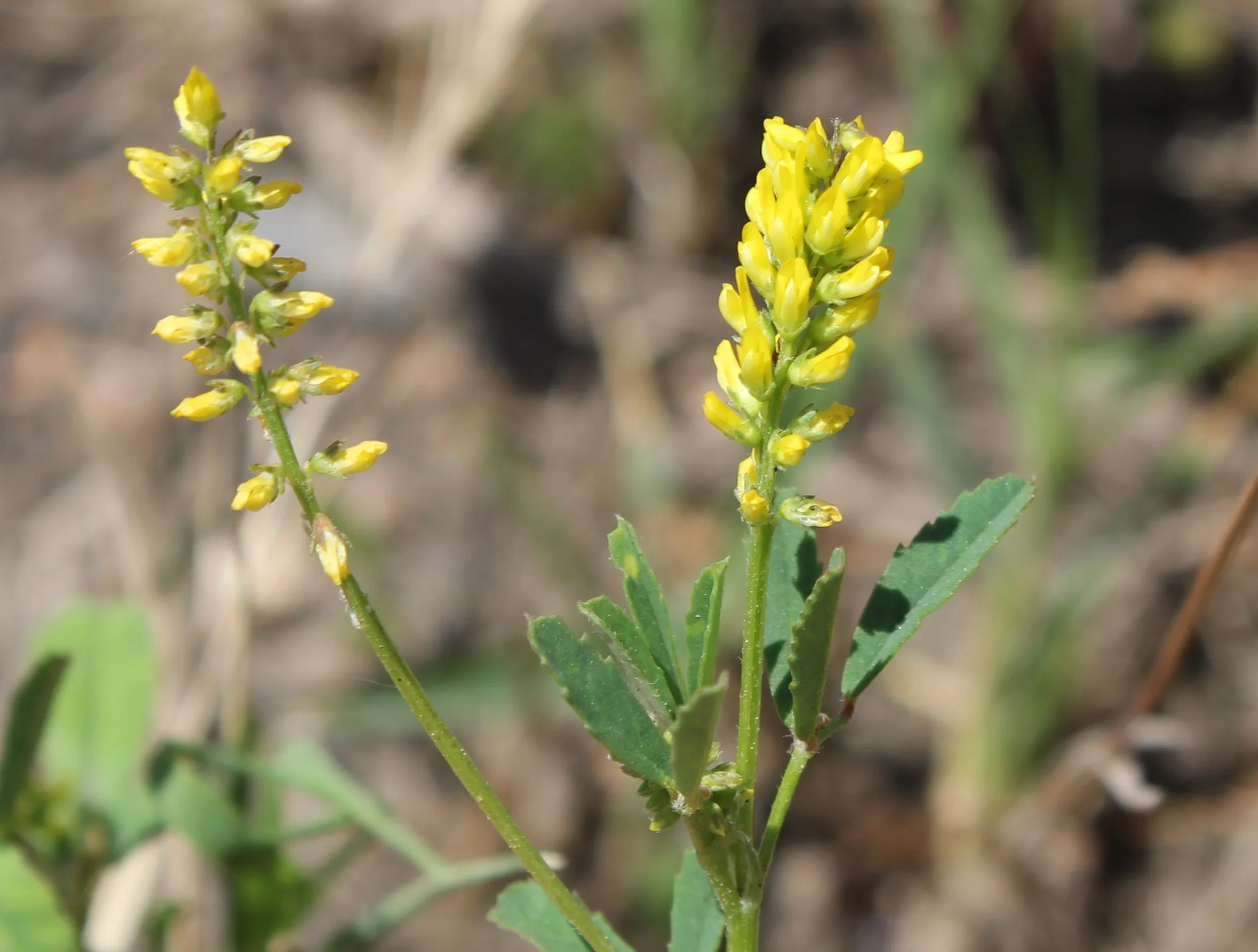 Melilotus indicus
