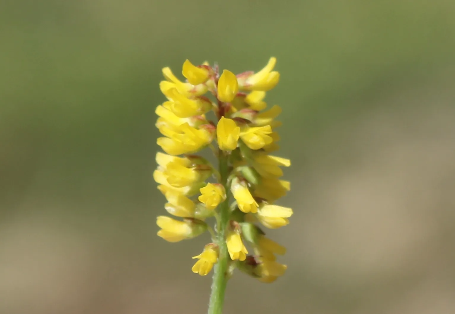 Melilotus indicus (Otuzlu yonca)
