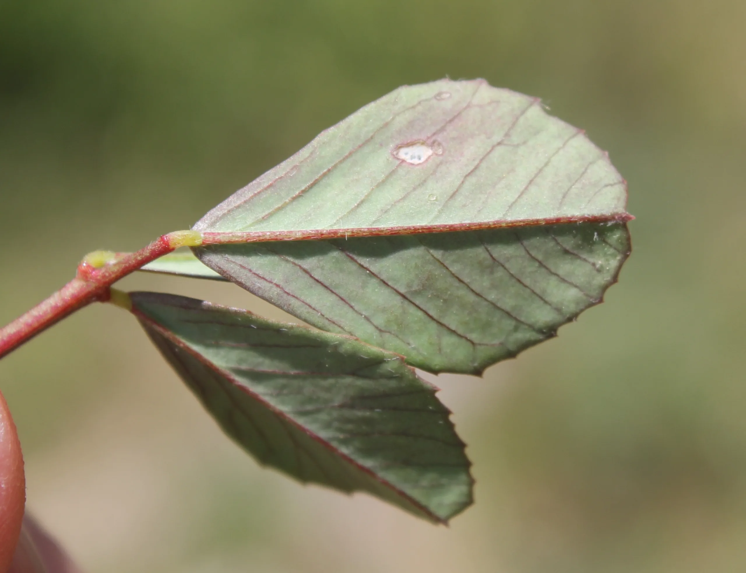 Melilotus indicus