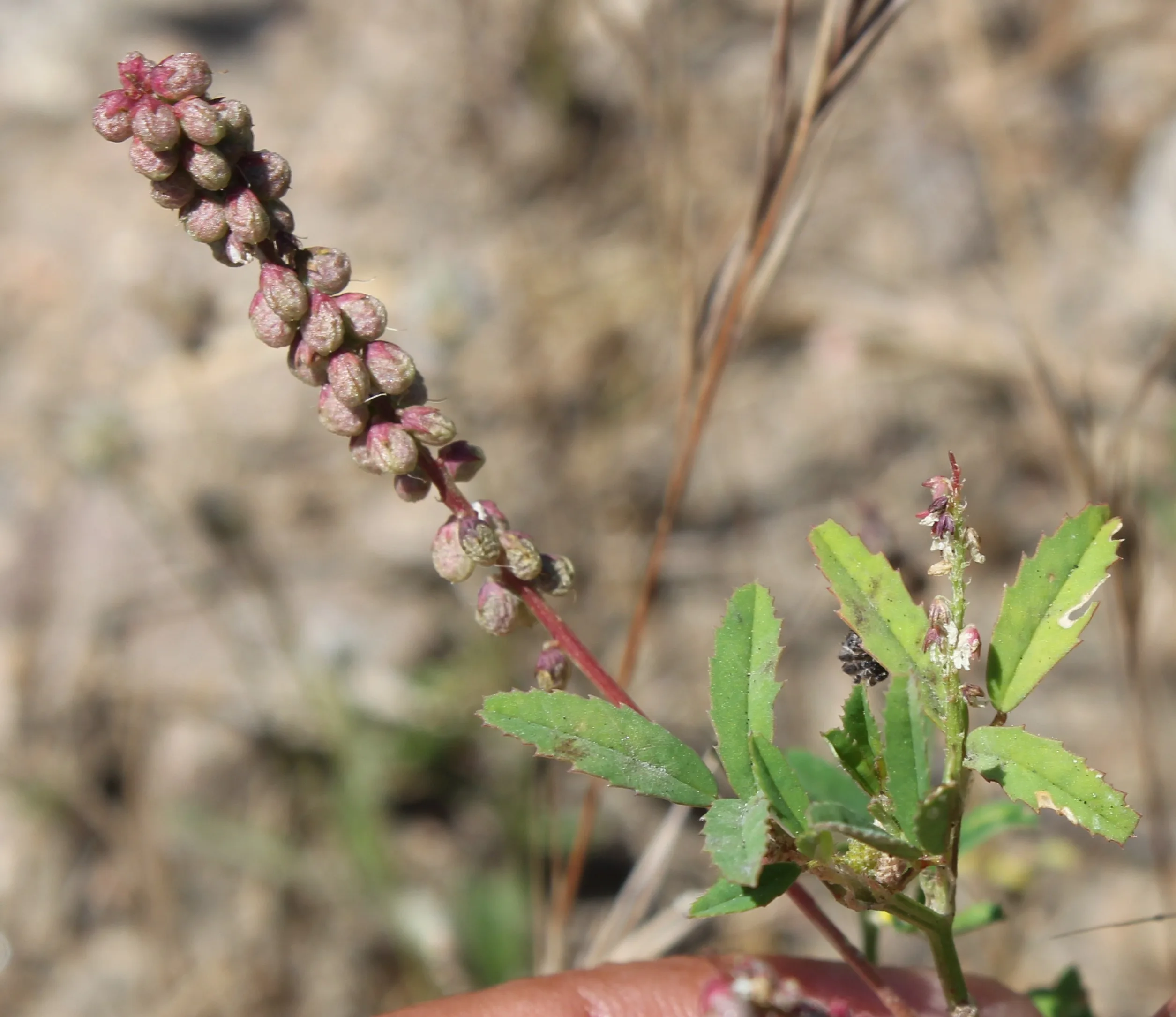 Melilotus indicus