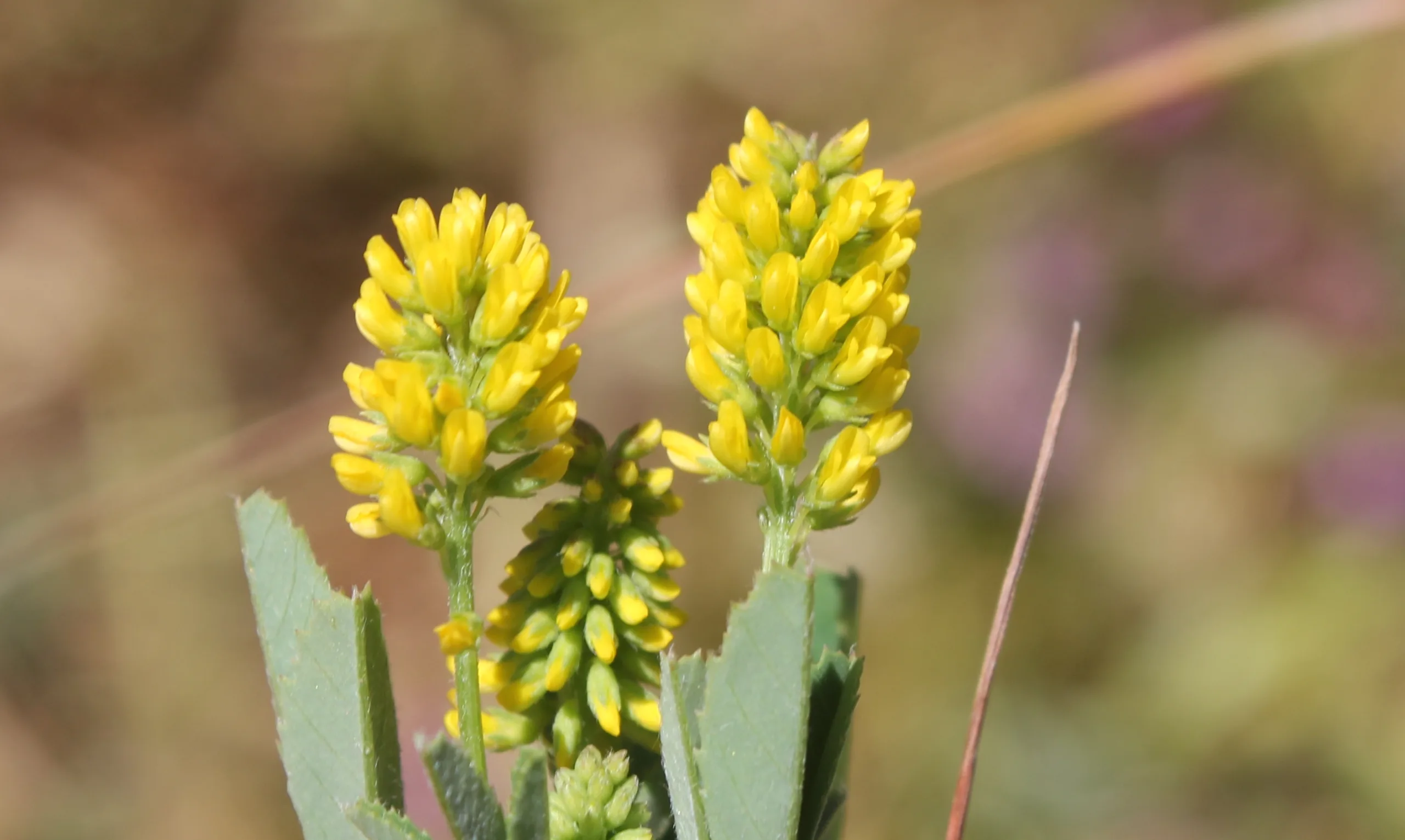Melilotus indicus