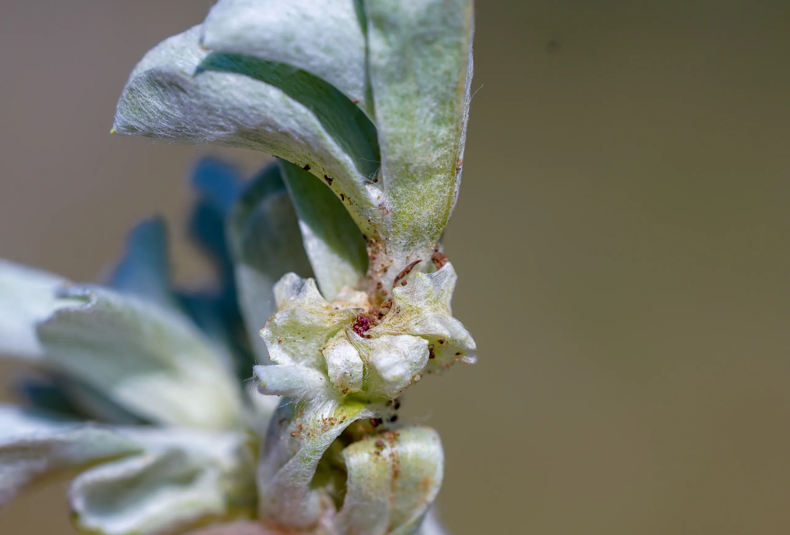 Micropus (Yumakbaş)