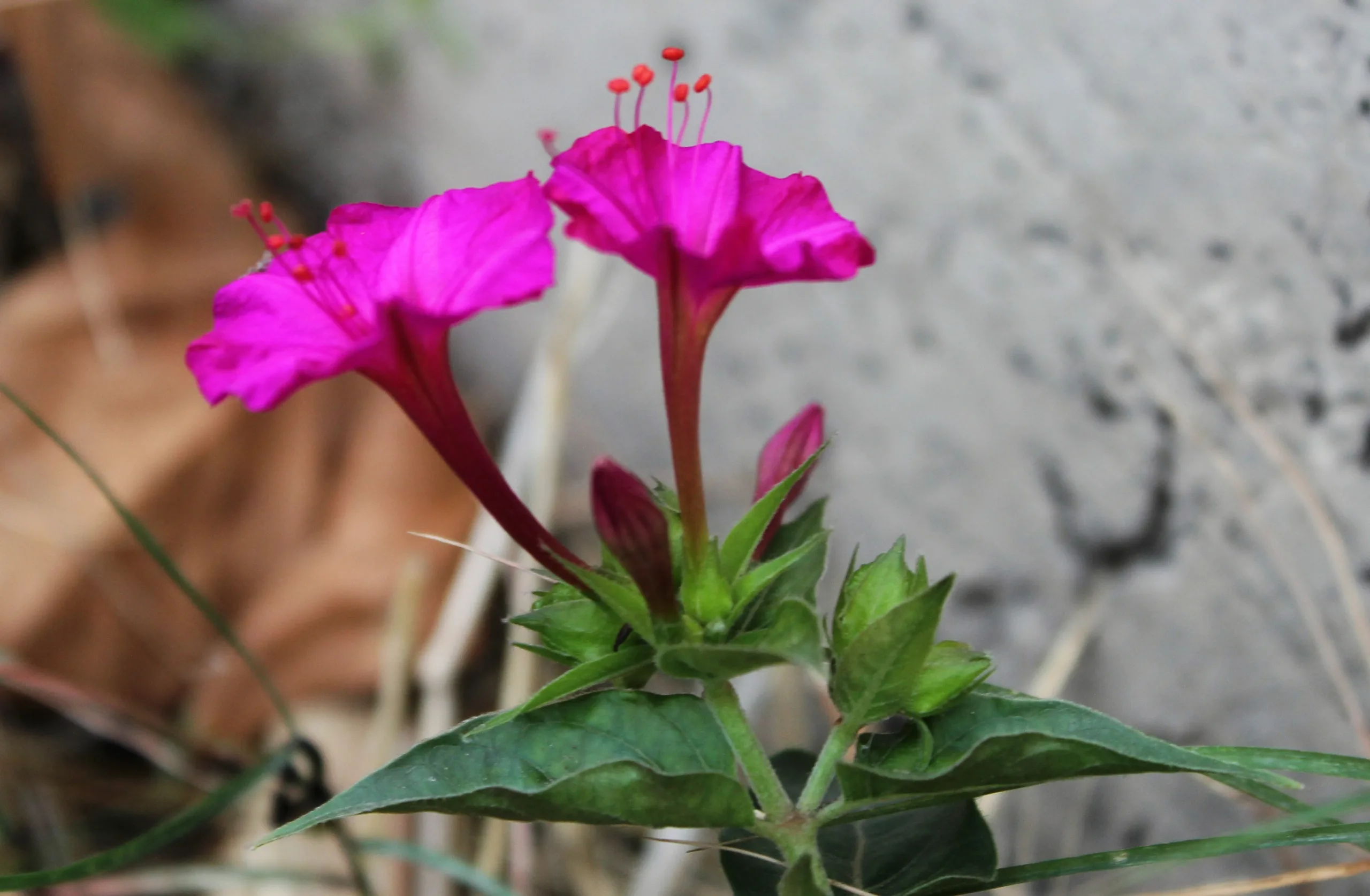 Mirabilis jalapa