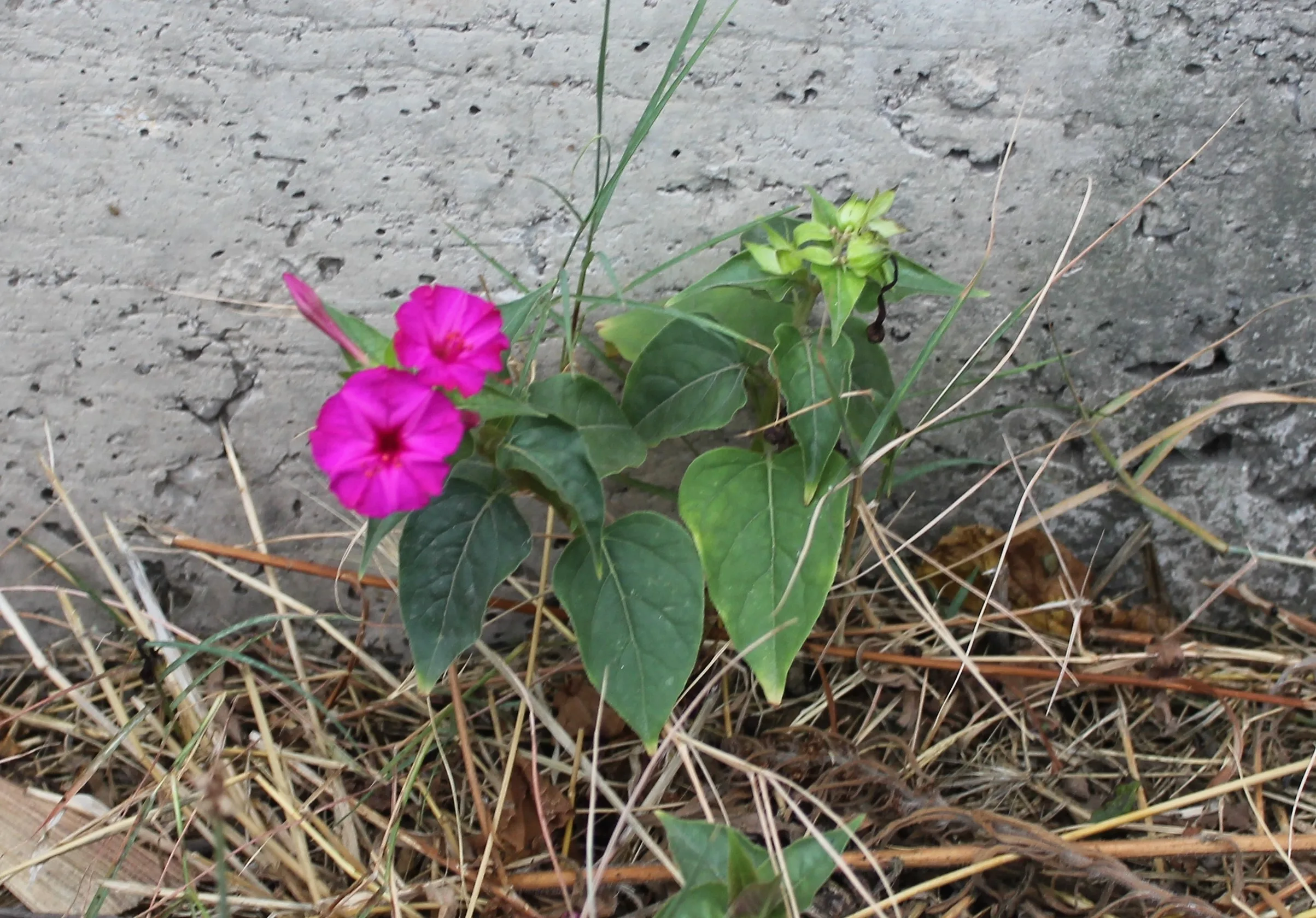 Mirabilis jalapa