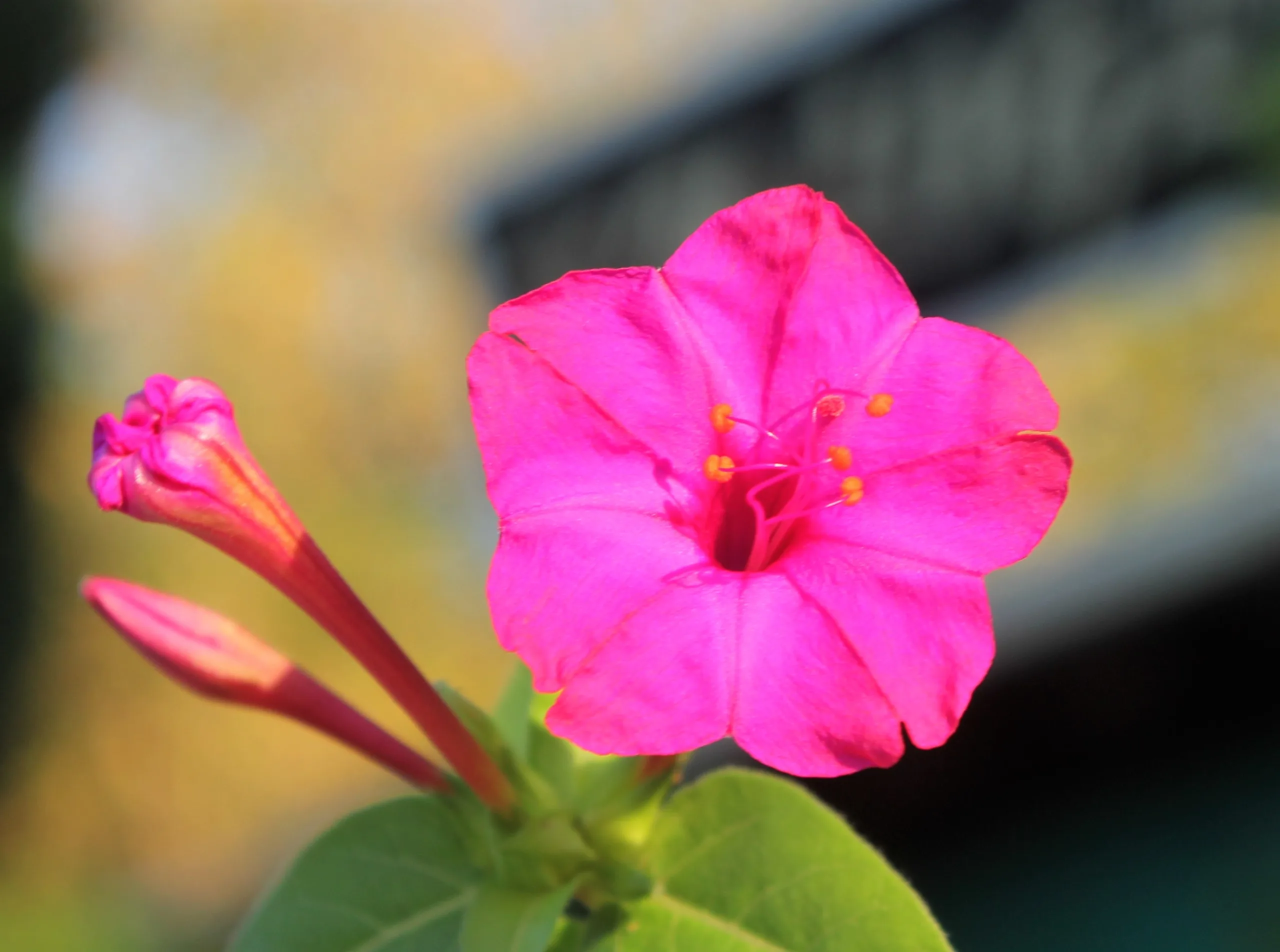 Mirabilis jalapa