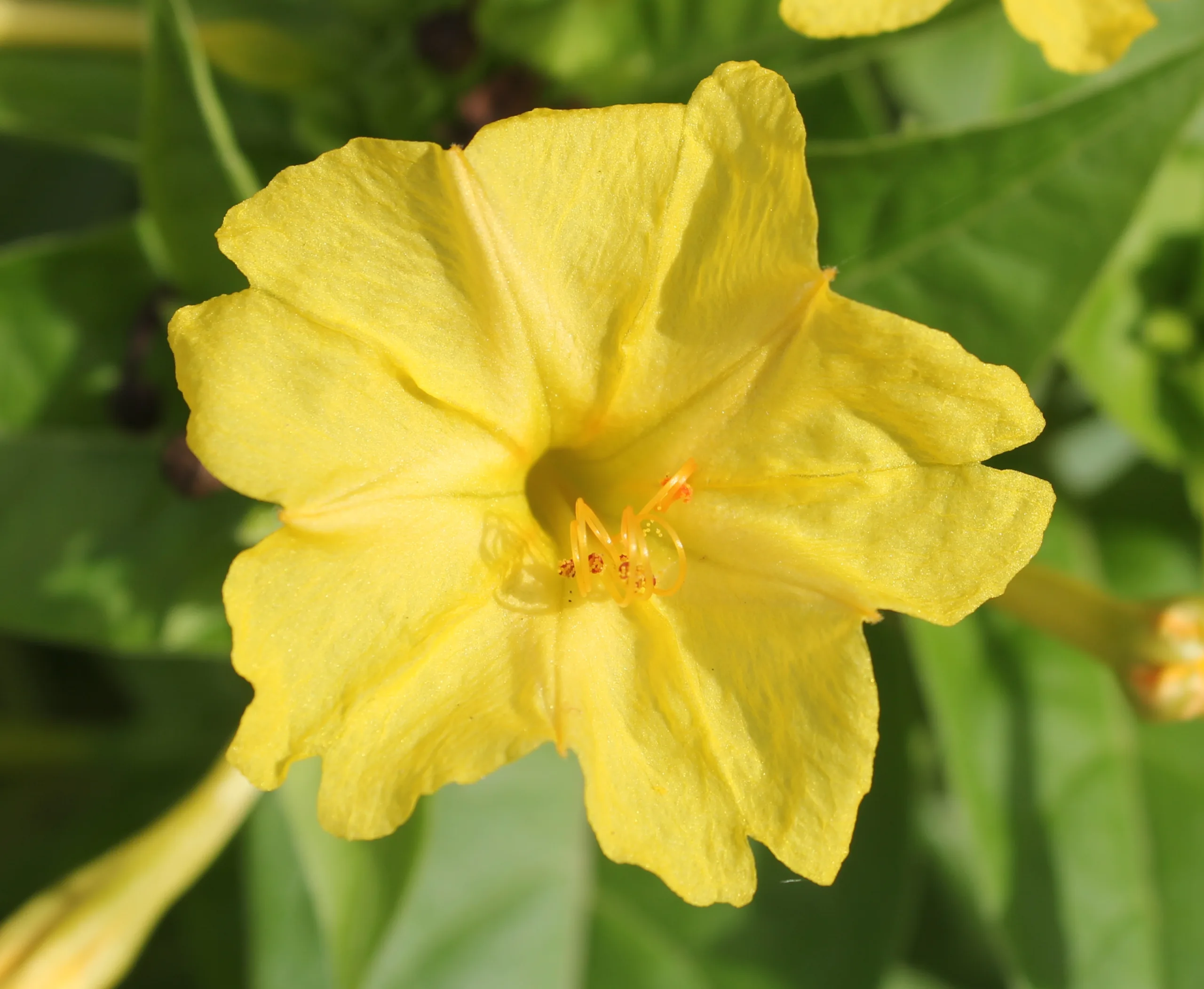 Mirabilis jalapa