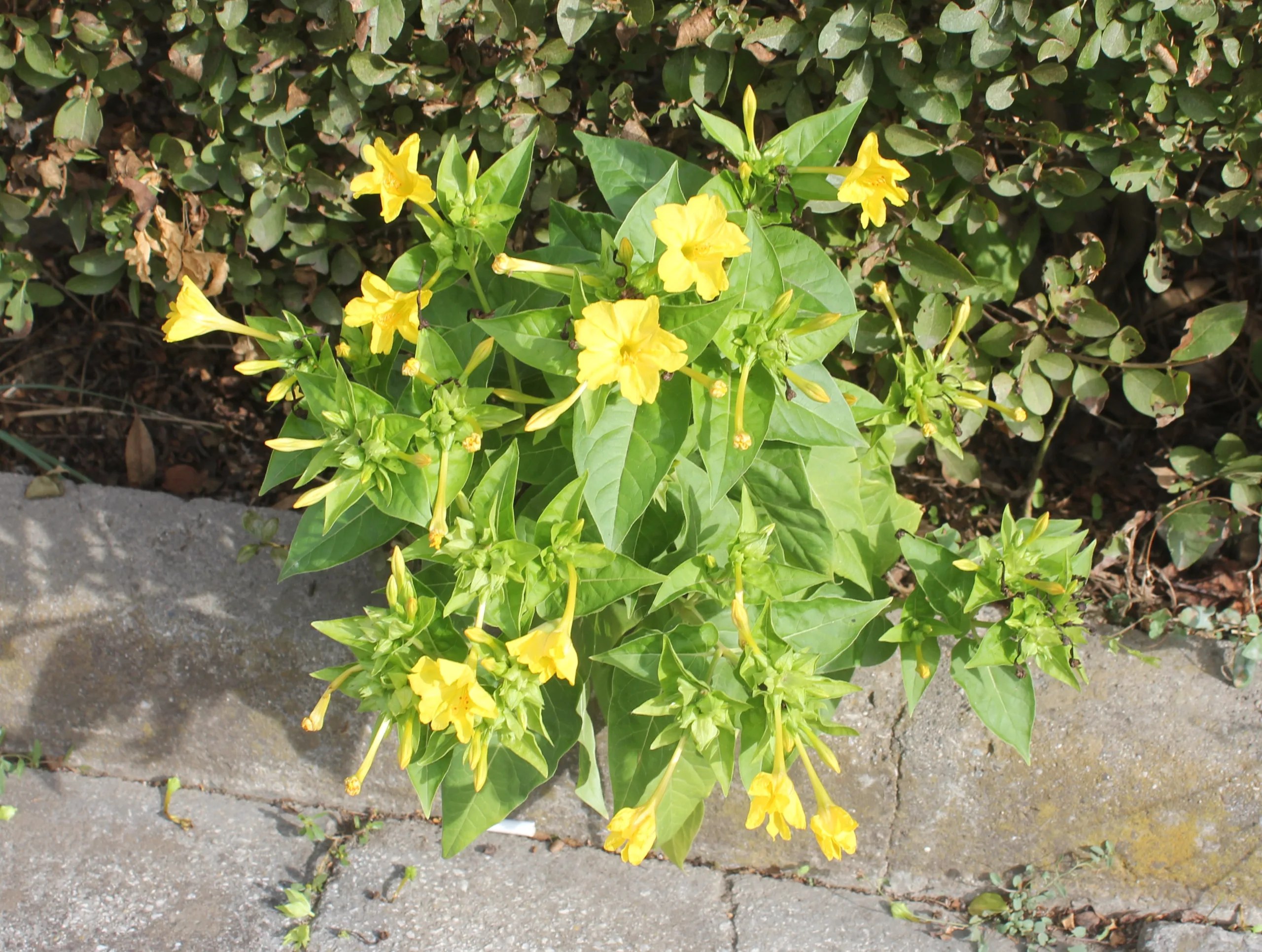 Mirabilis jalapa