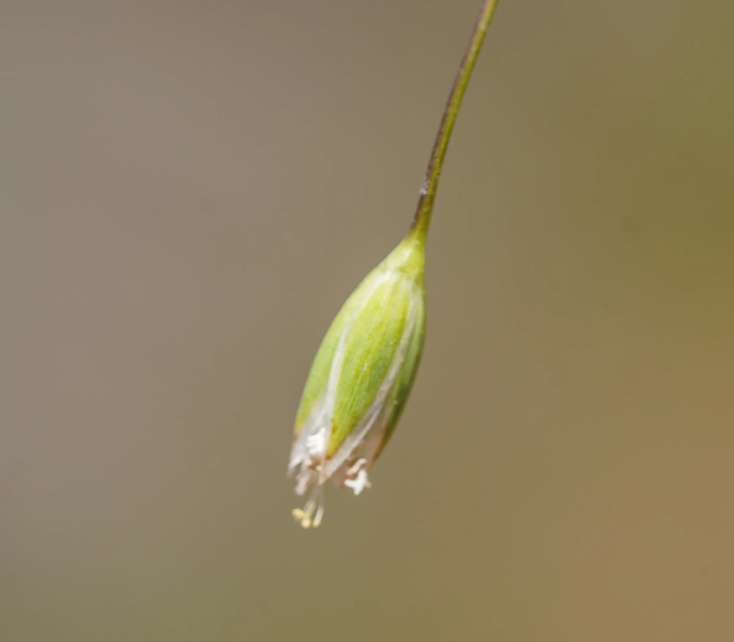 Moenchia mantica