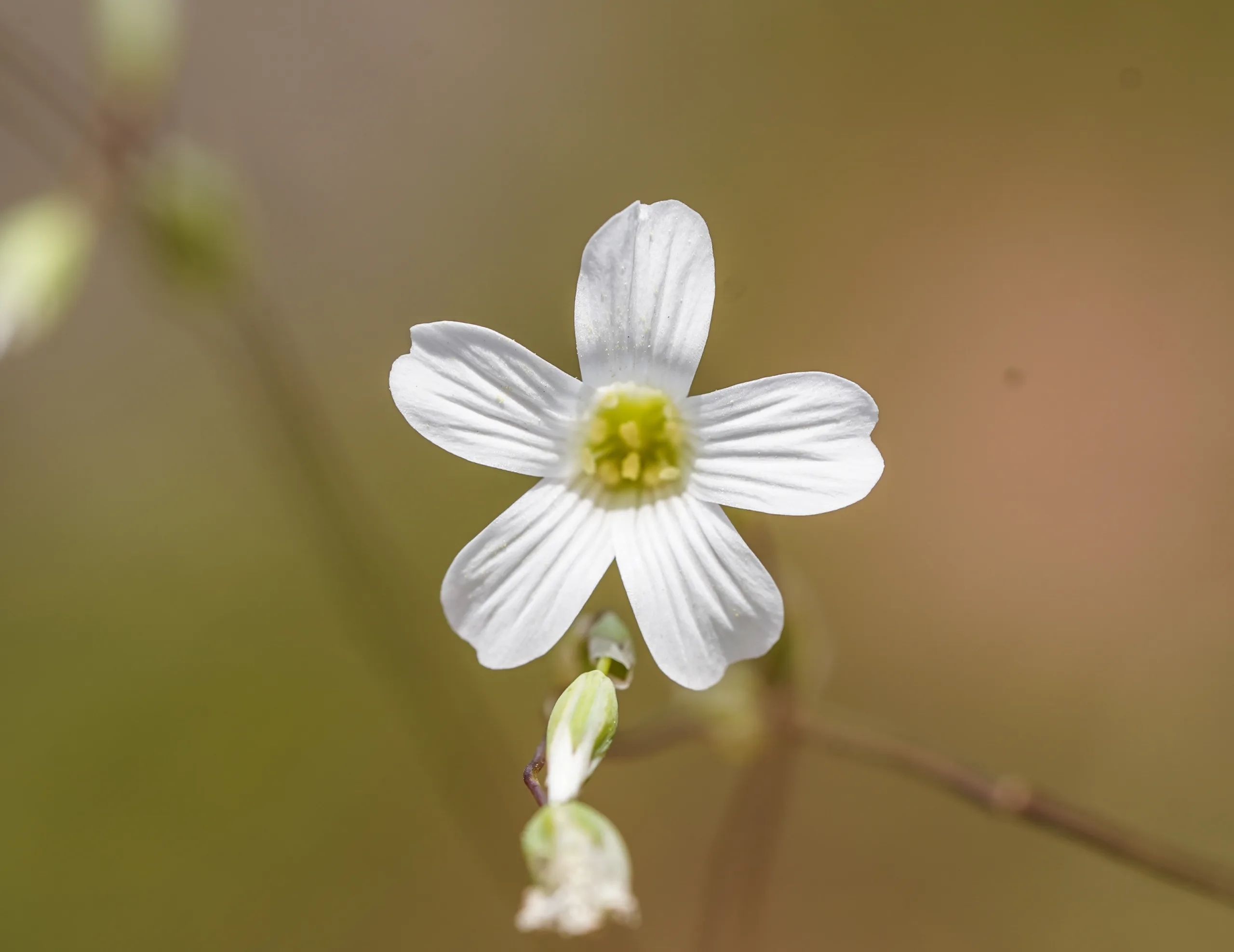 Moenchia mantica