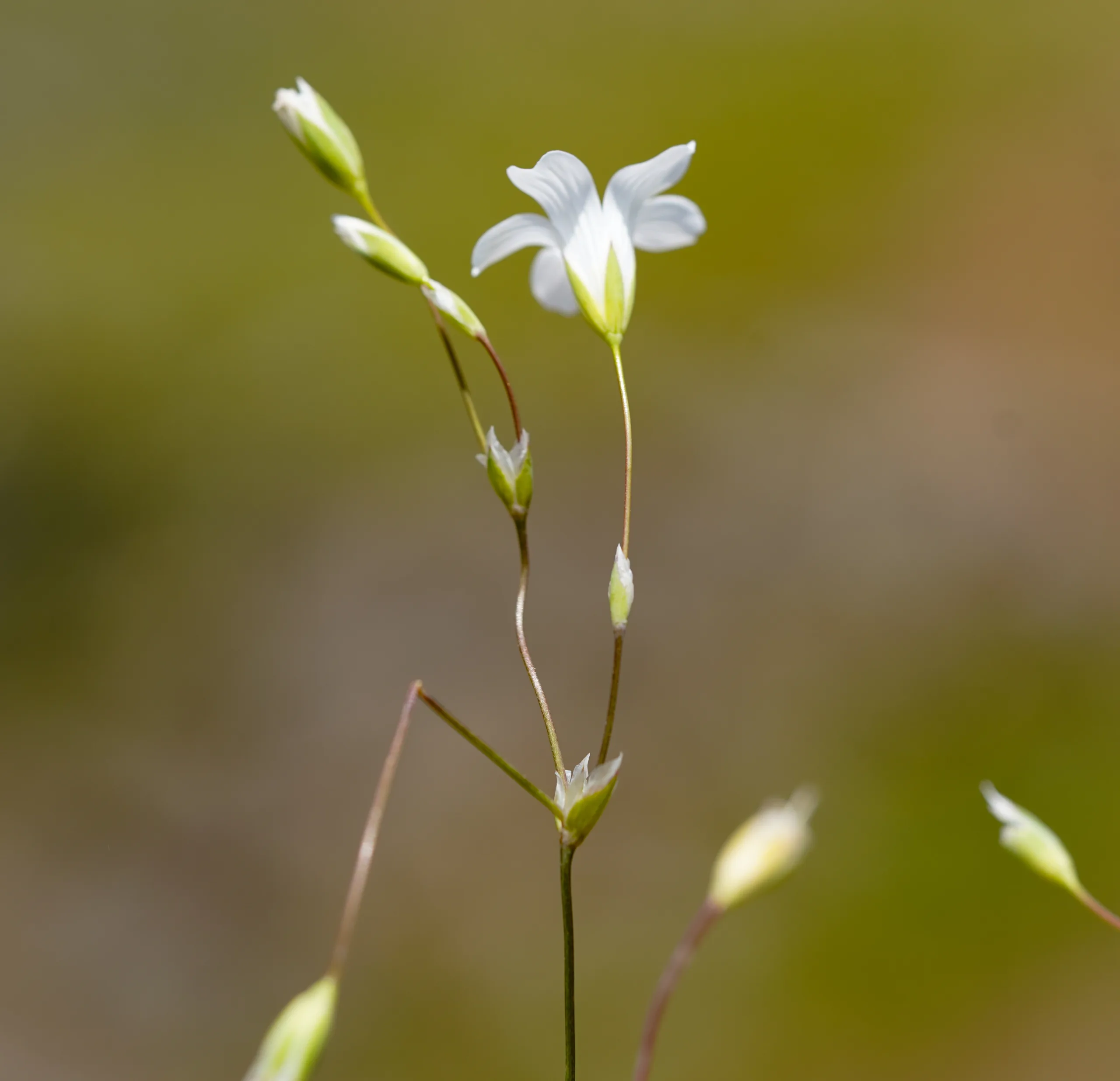Moenchia mantica