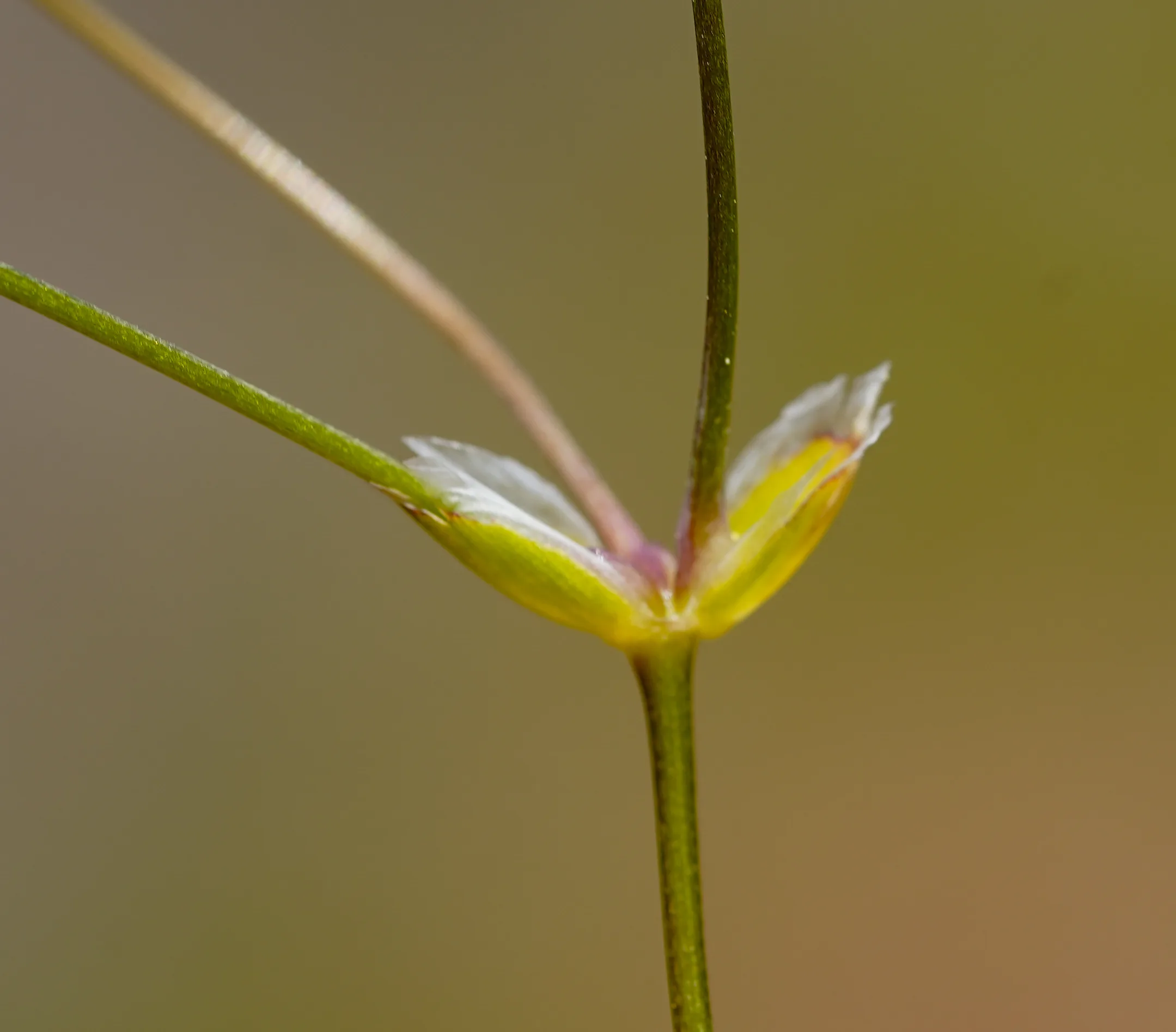 Moenchia mantica