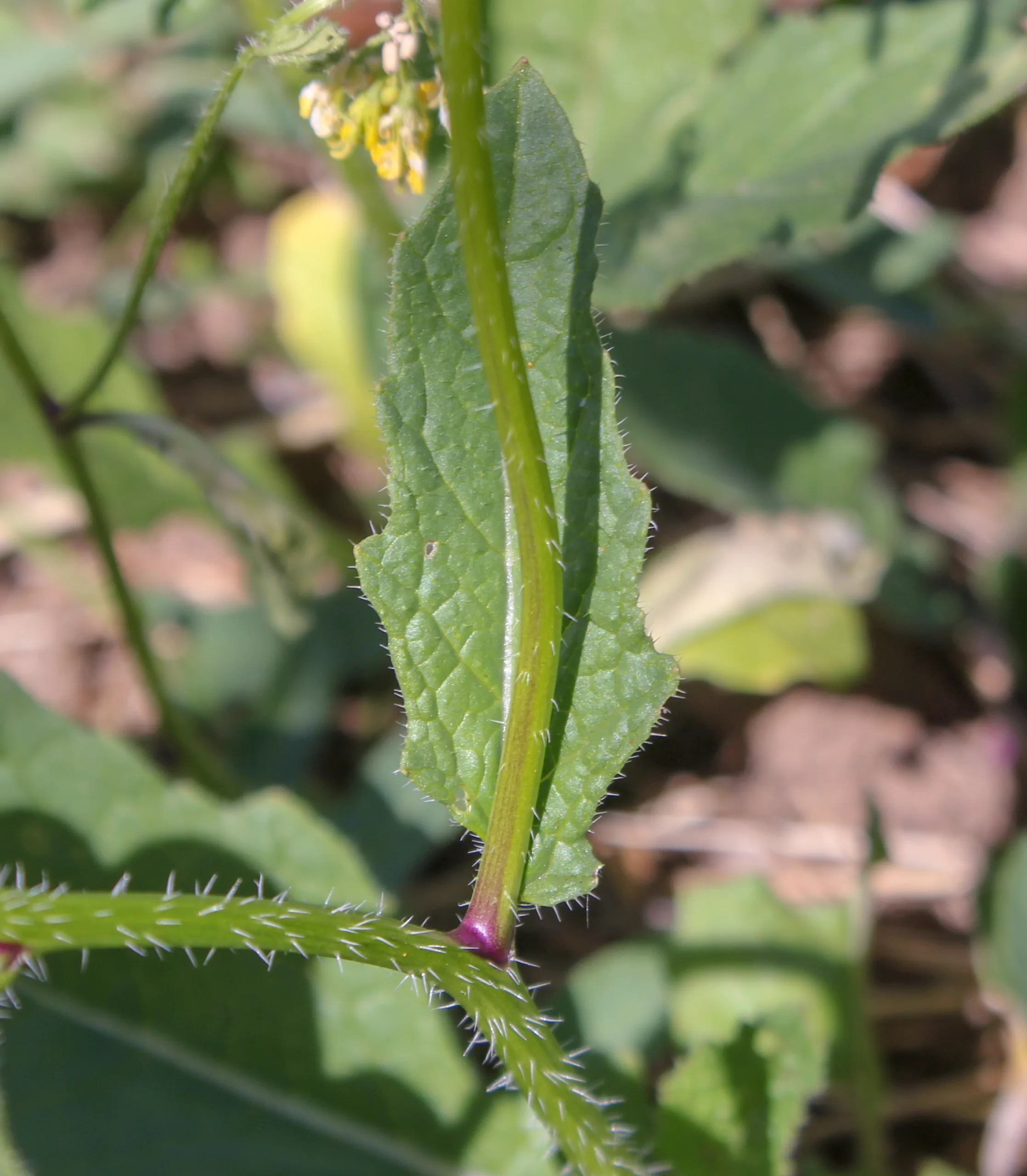 Mutarda arvensis