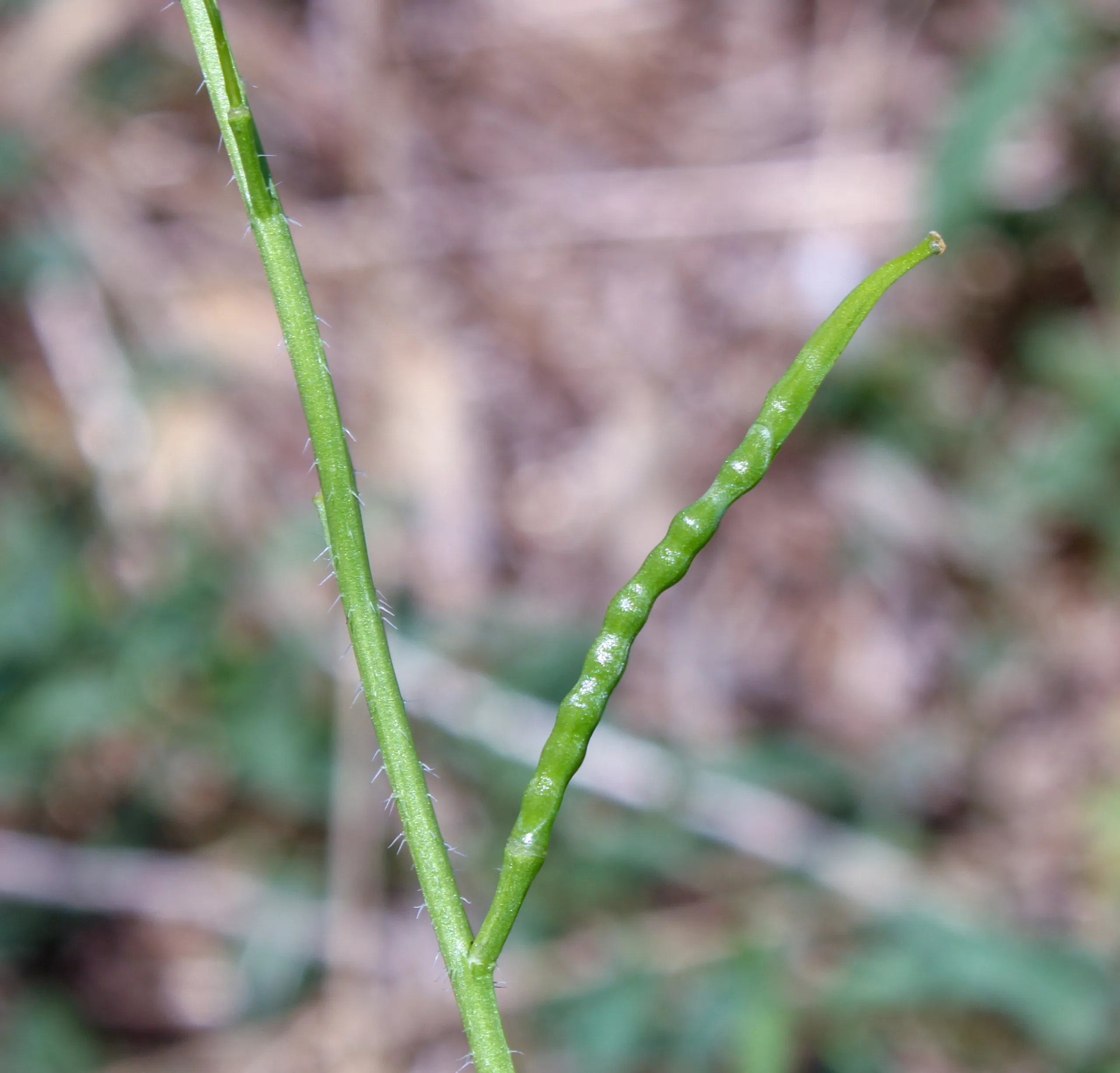 Mutarda arvensis