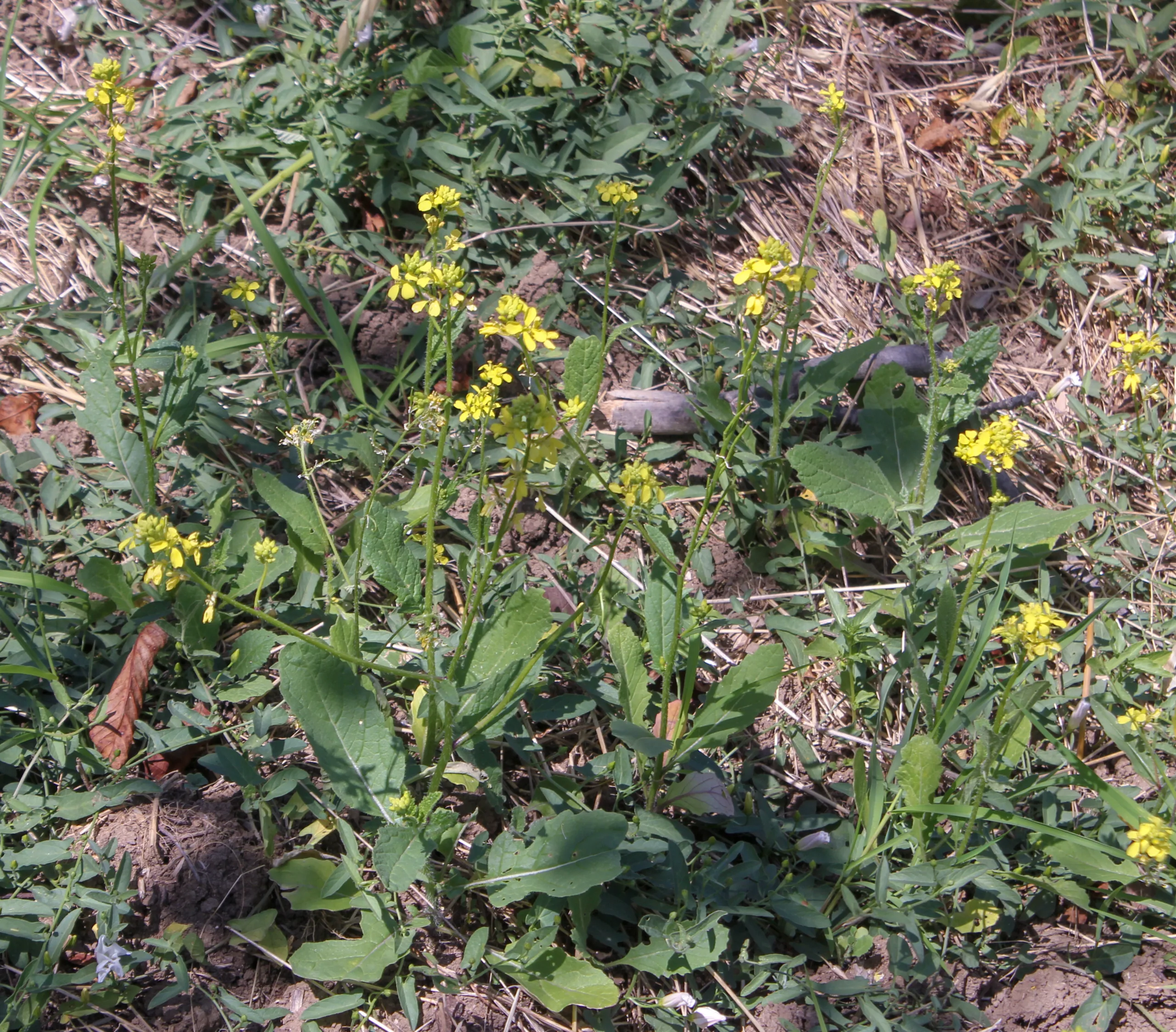 Mutarda arvensis