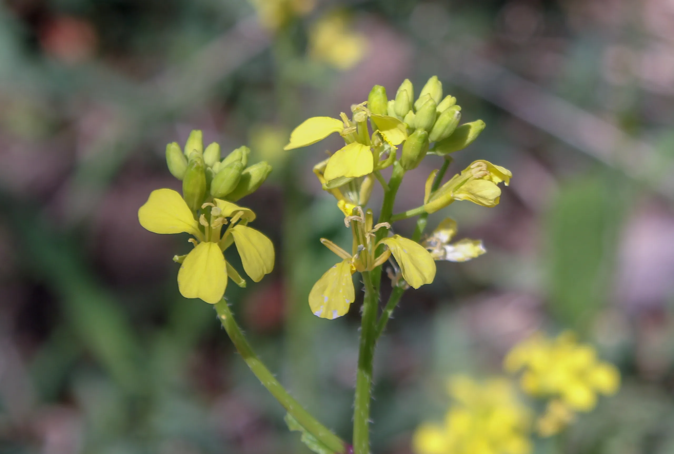 Mutarda arvensis