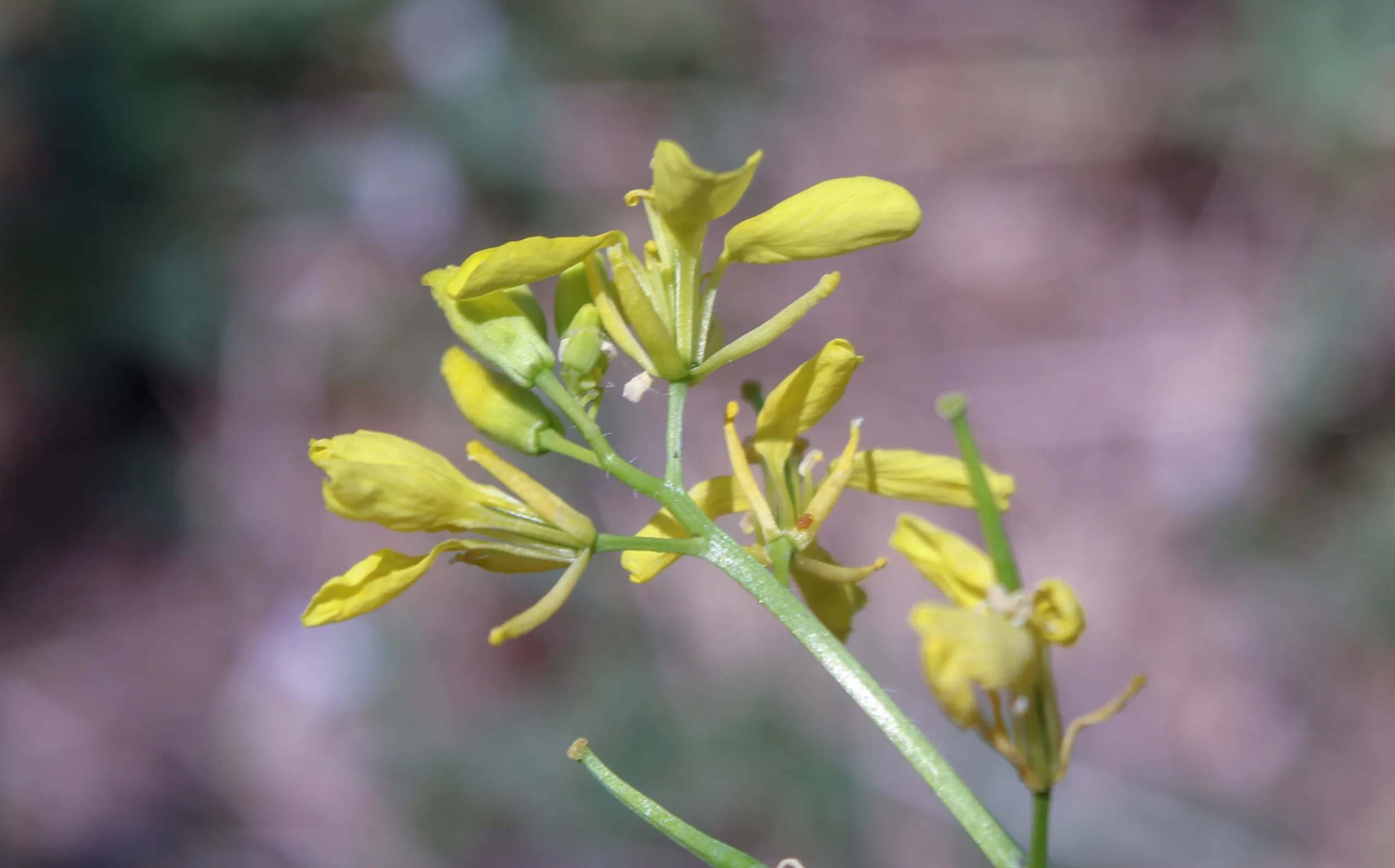 Mutarda arvensis