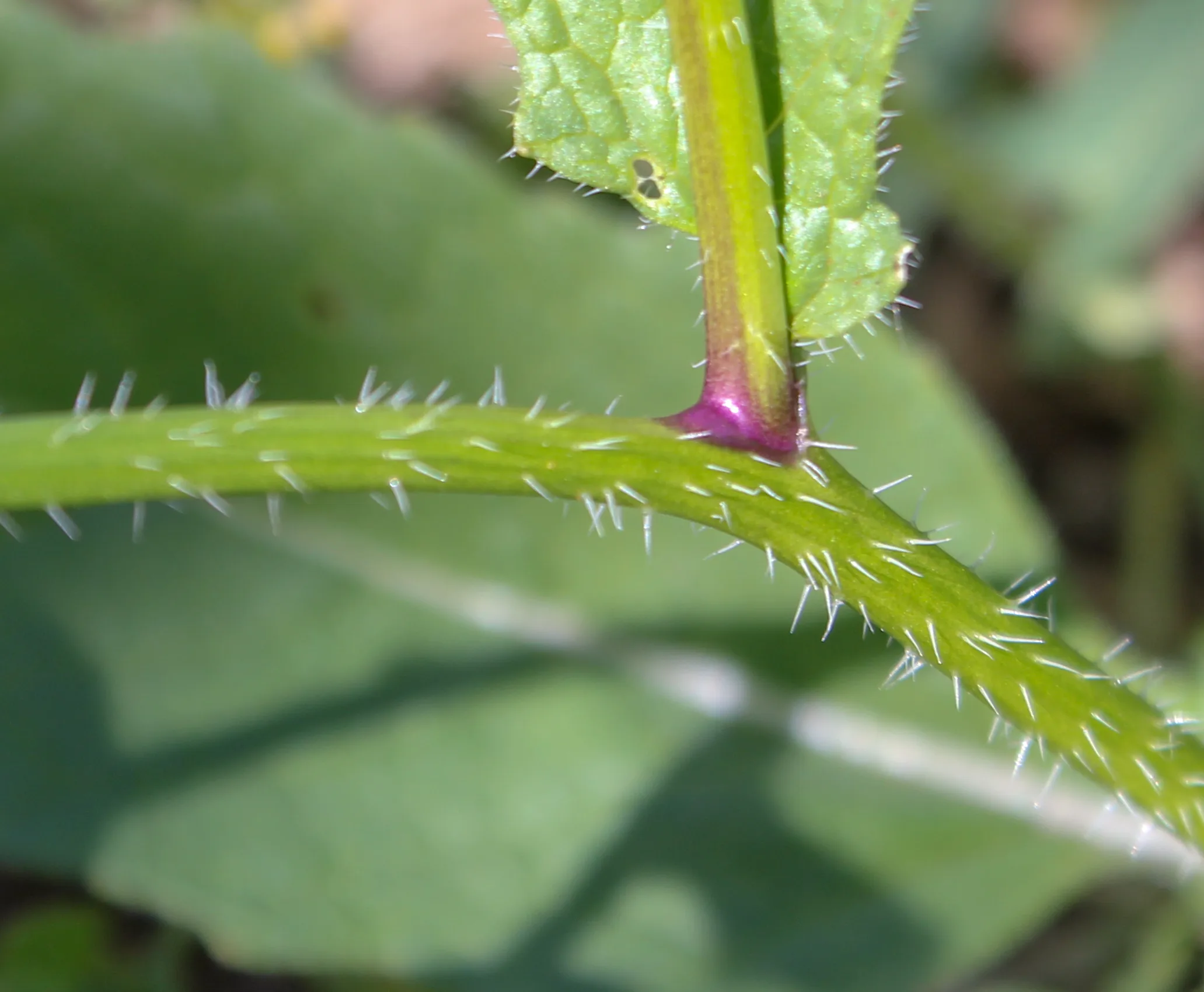 Mutarda arvensis