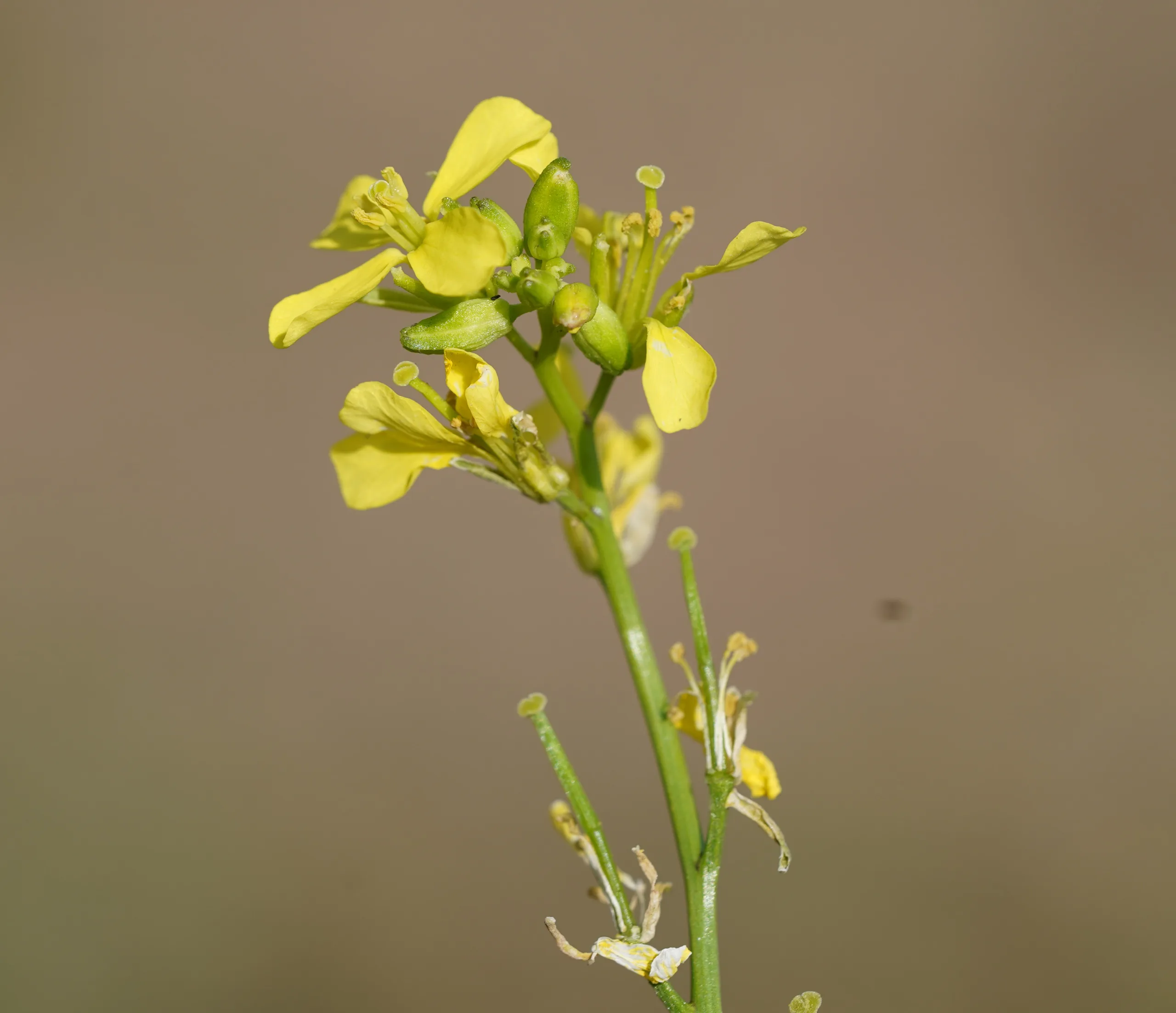 Mutarda nigra