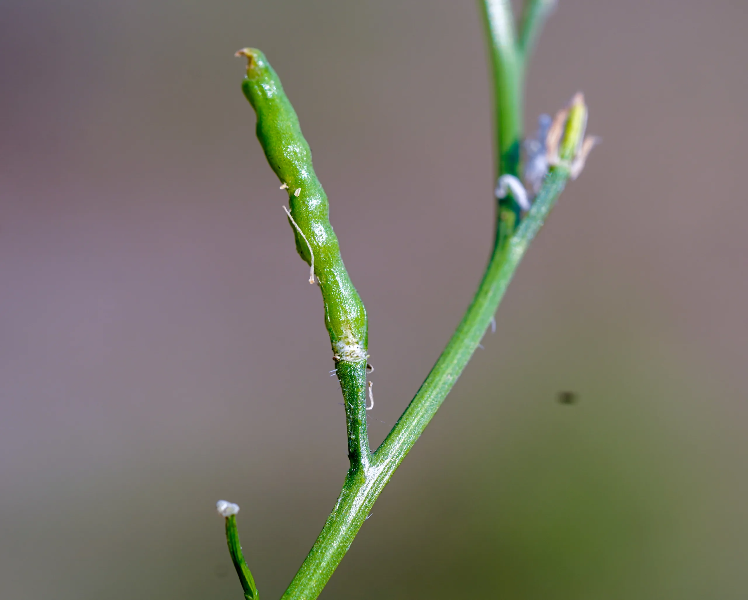 Mutarda nigra