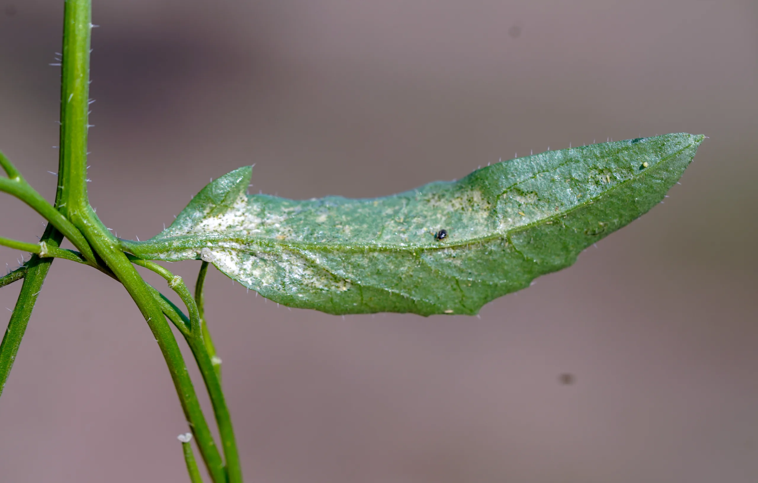 Mutarda nigra