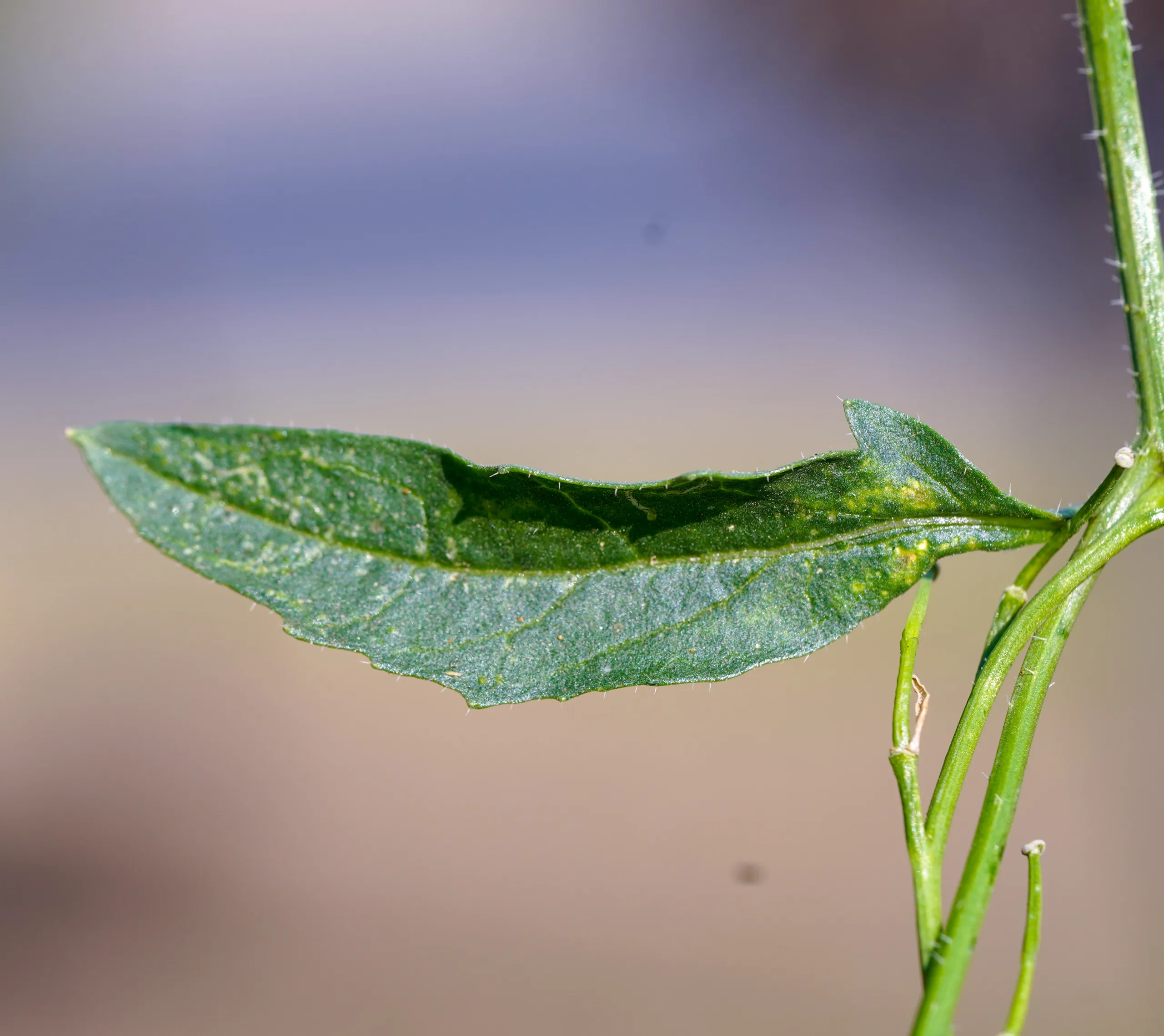 Mutarda nigra