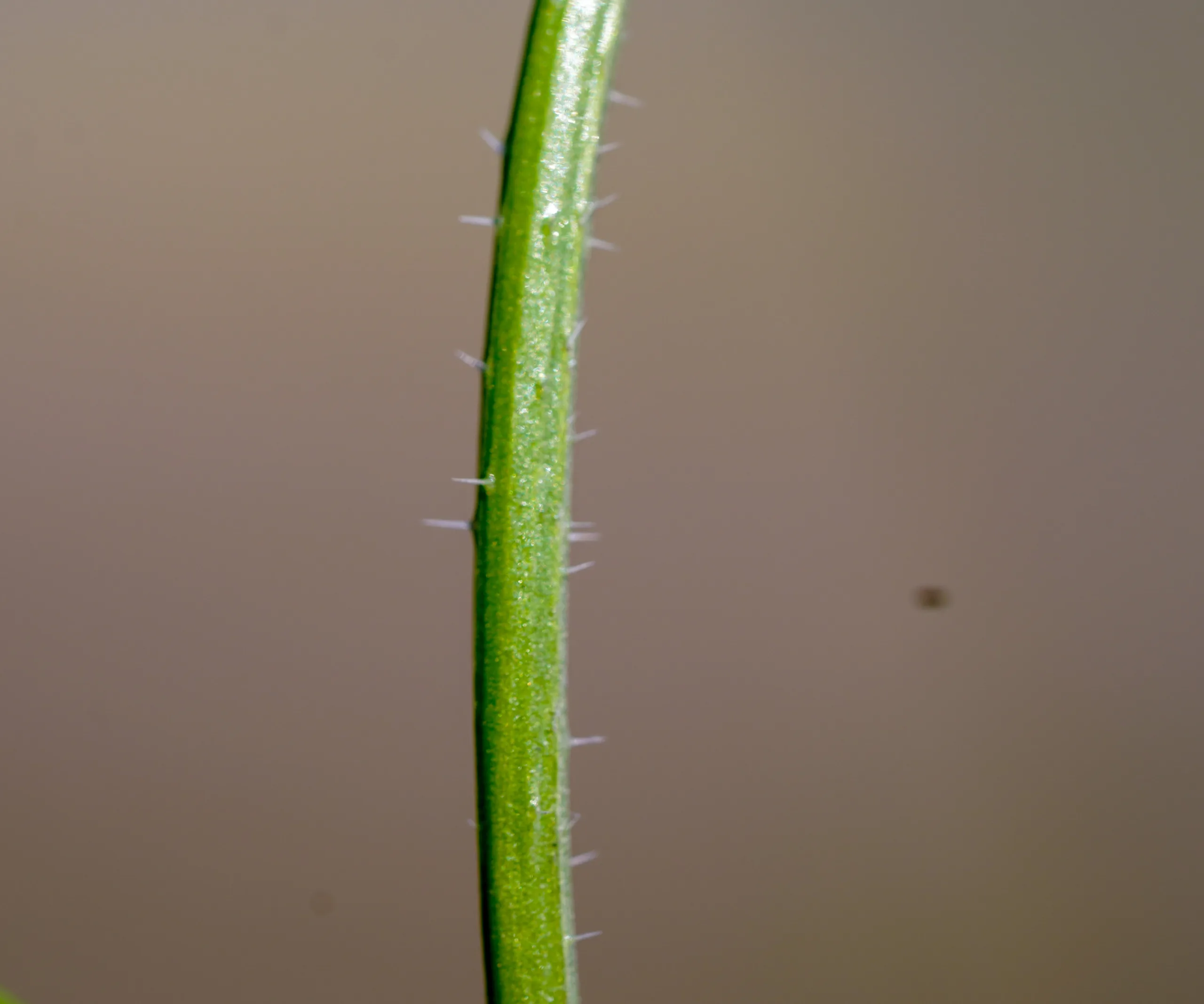 Mutarda nigra