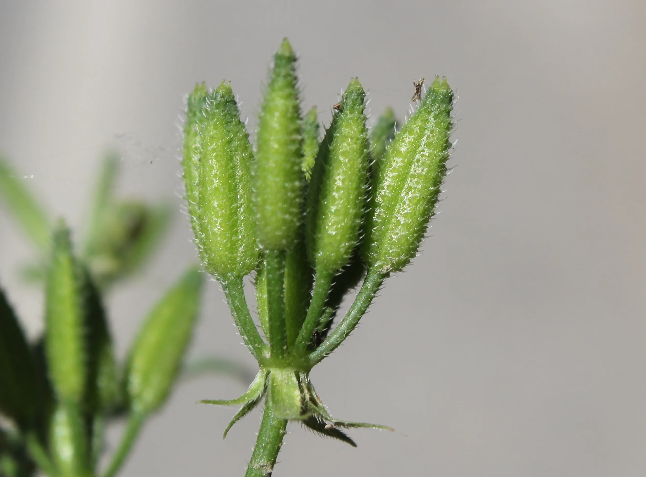 Myrrhoides nodosa