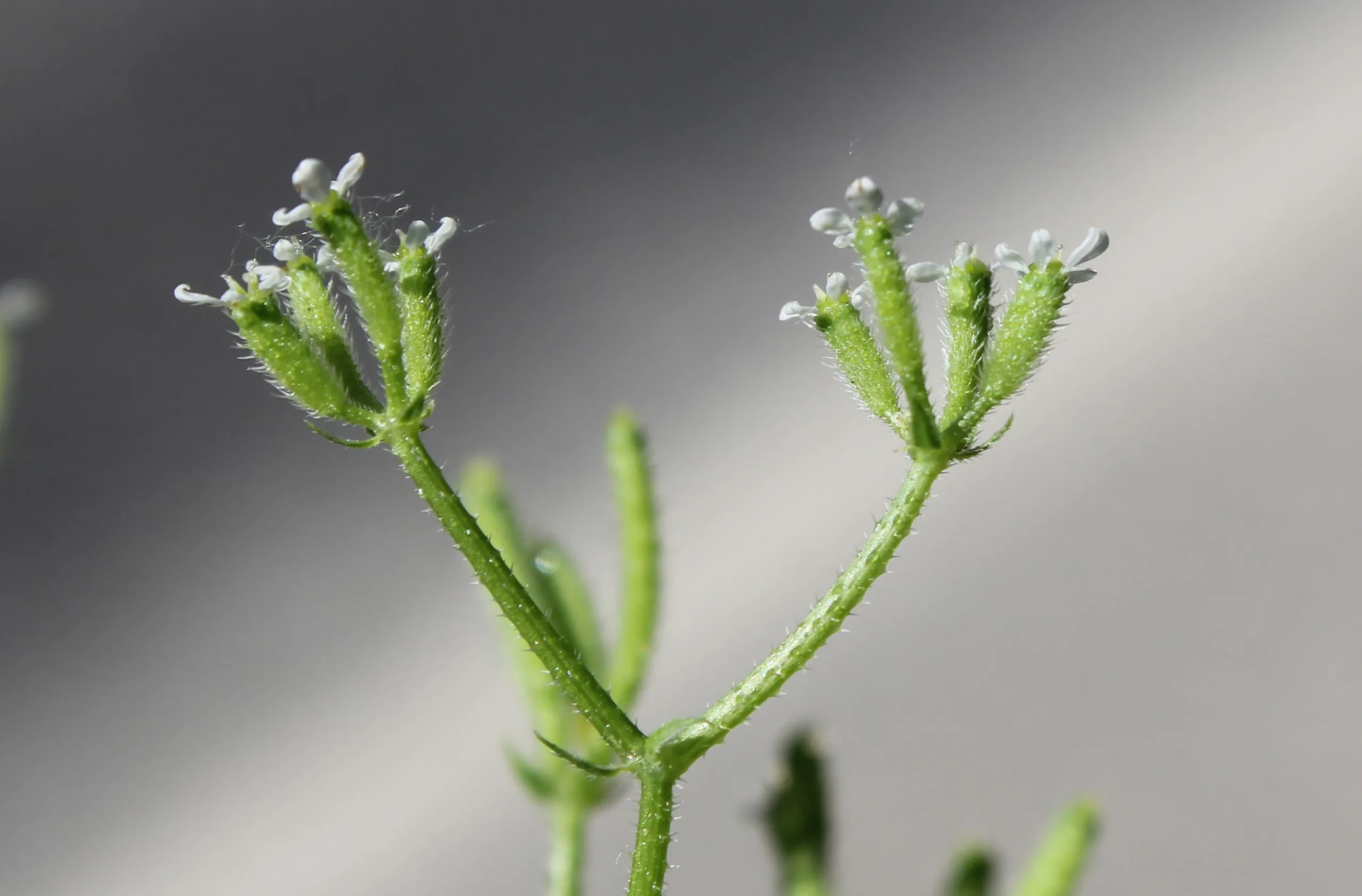 Myrrhoides nodosa