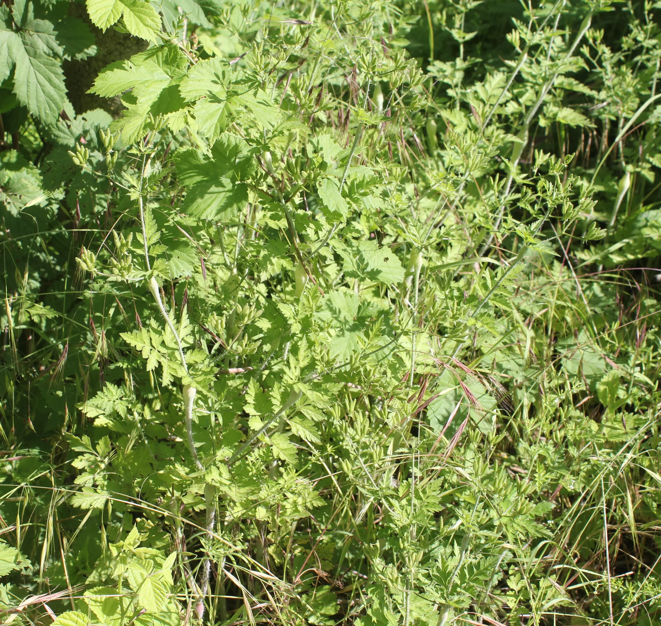 Myrrhoides nodosa