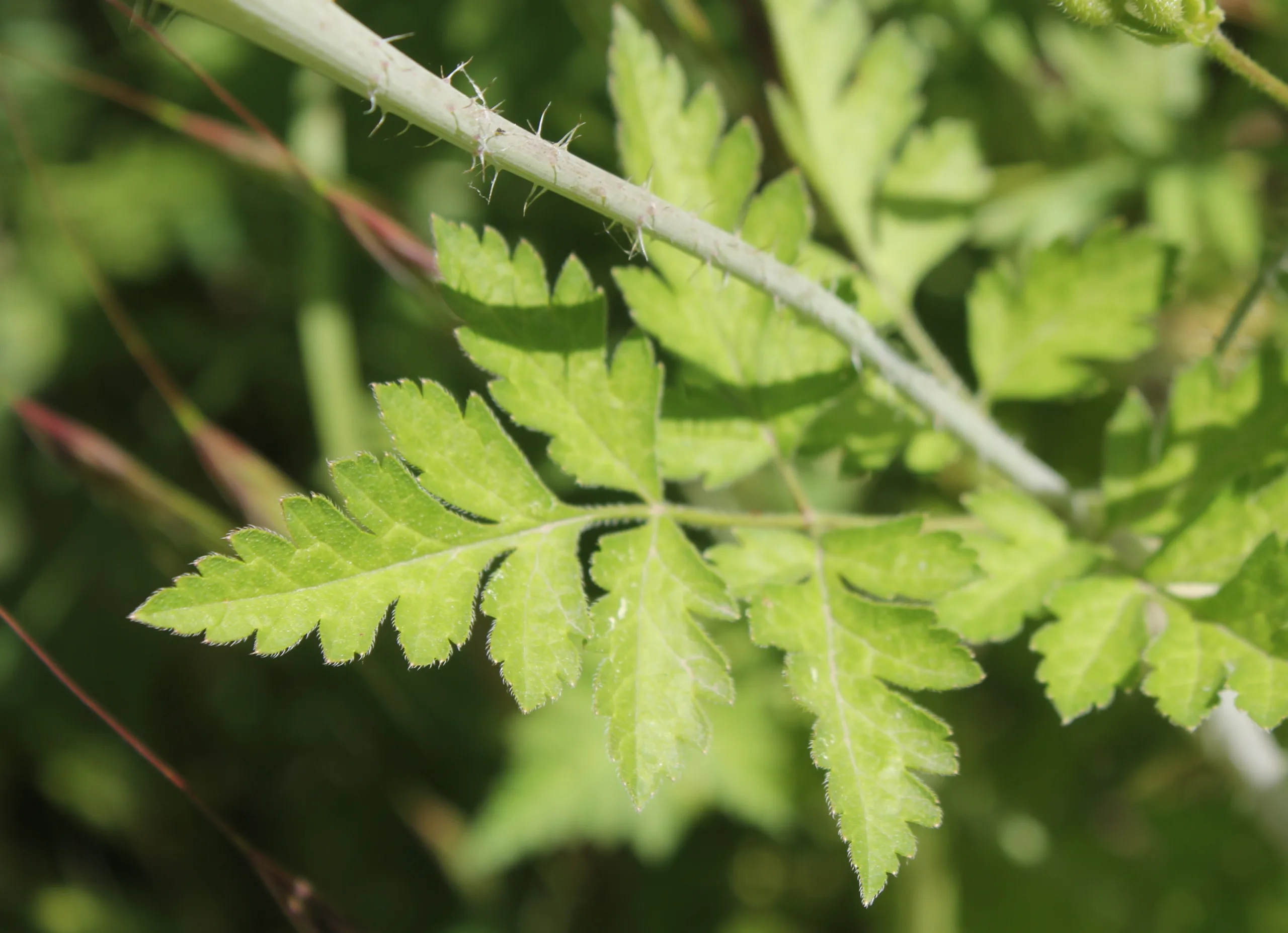 Myrrhoides nodosa