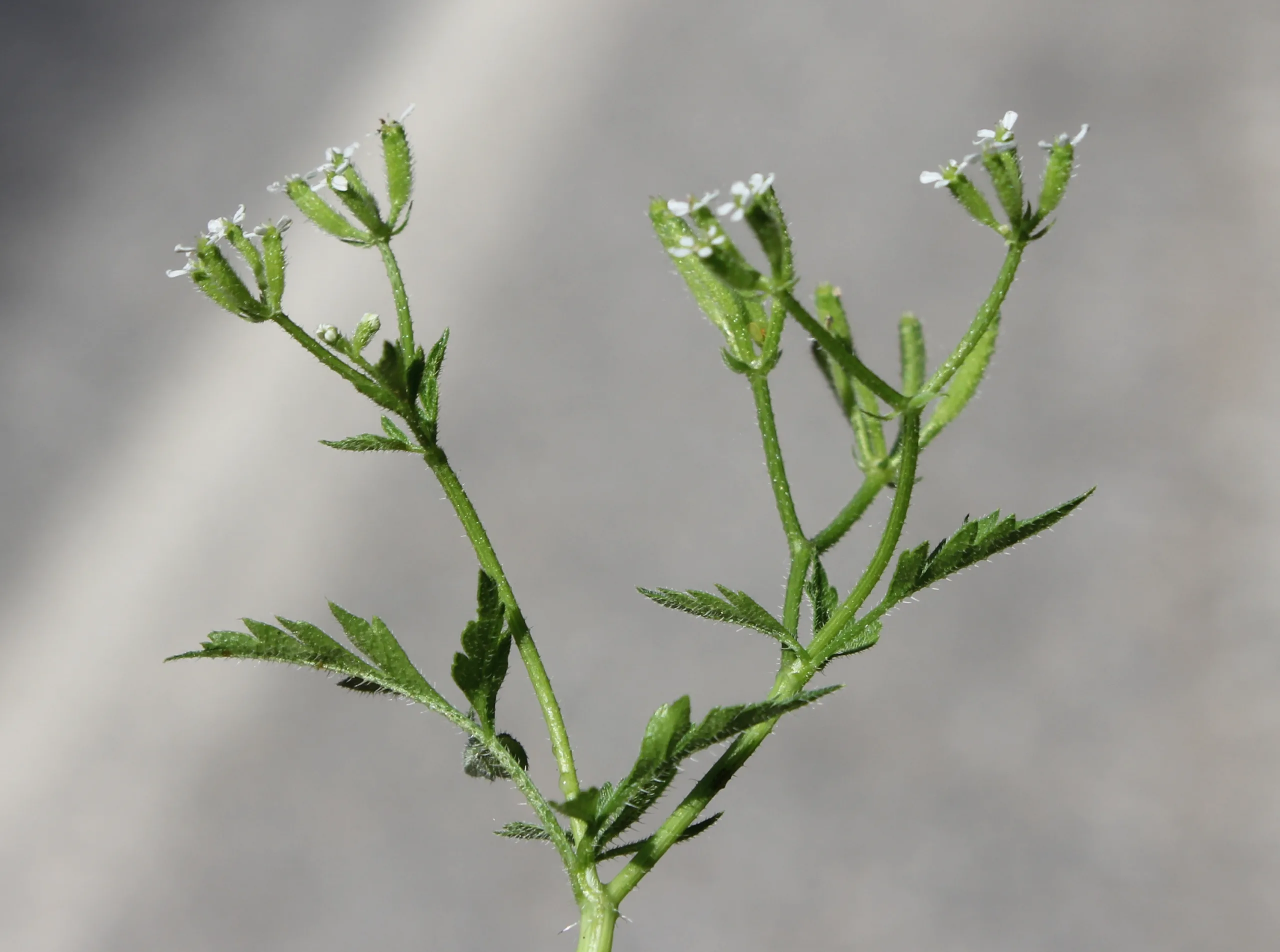 Myrrhoides nodosa