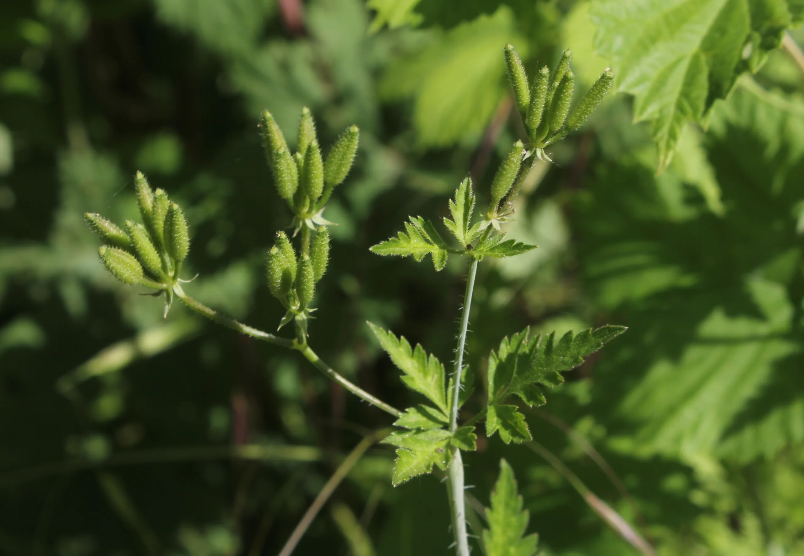 Myrrhoides nodosa