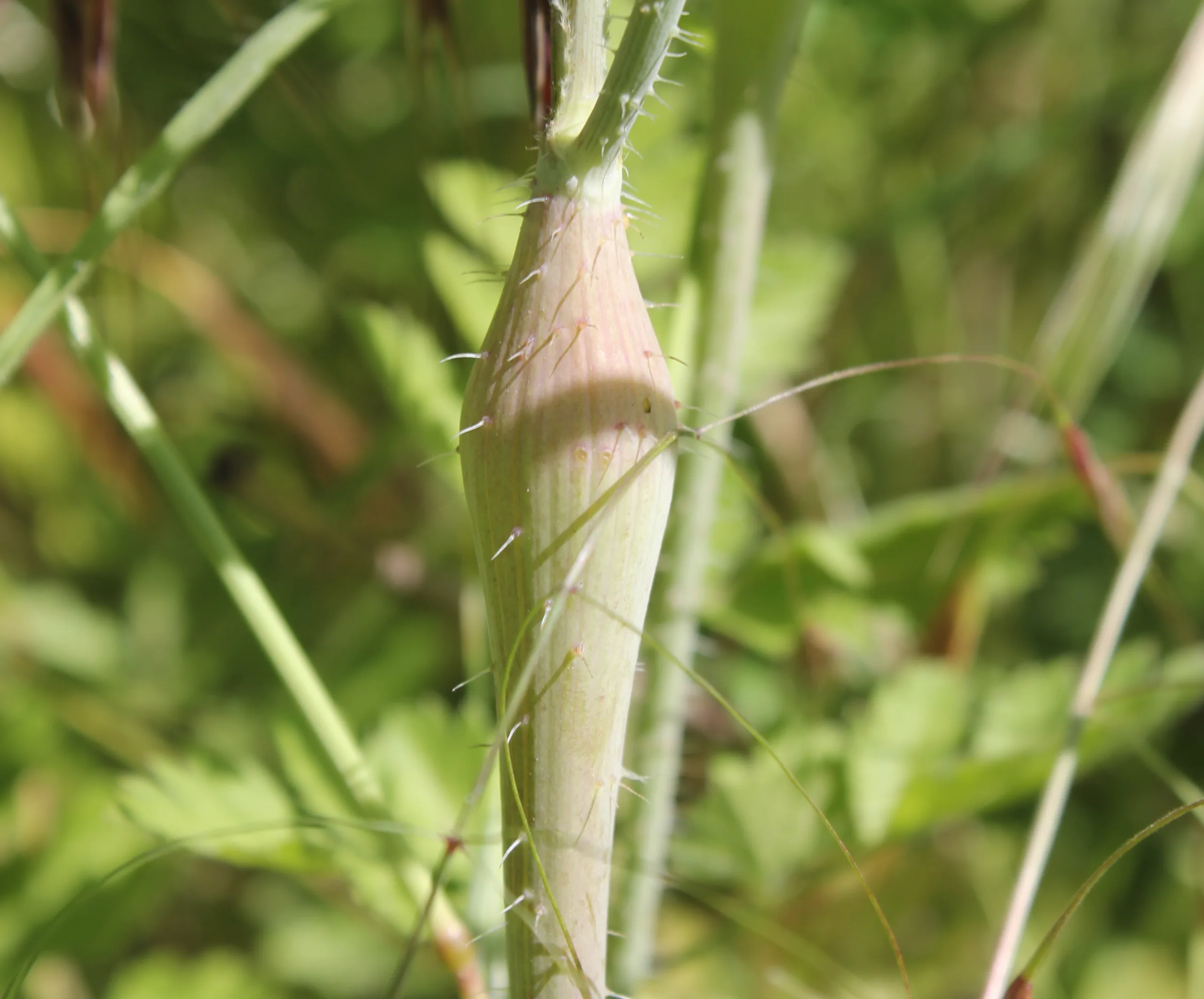 Myrrhoides nodosa